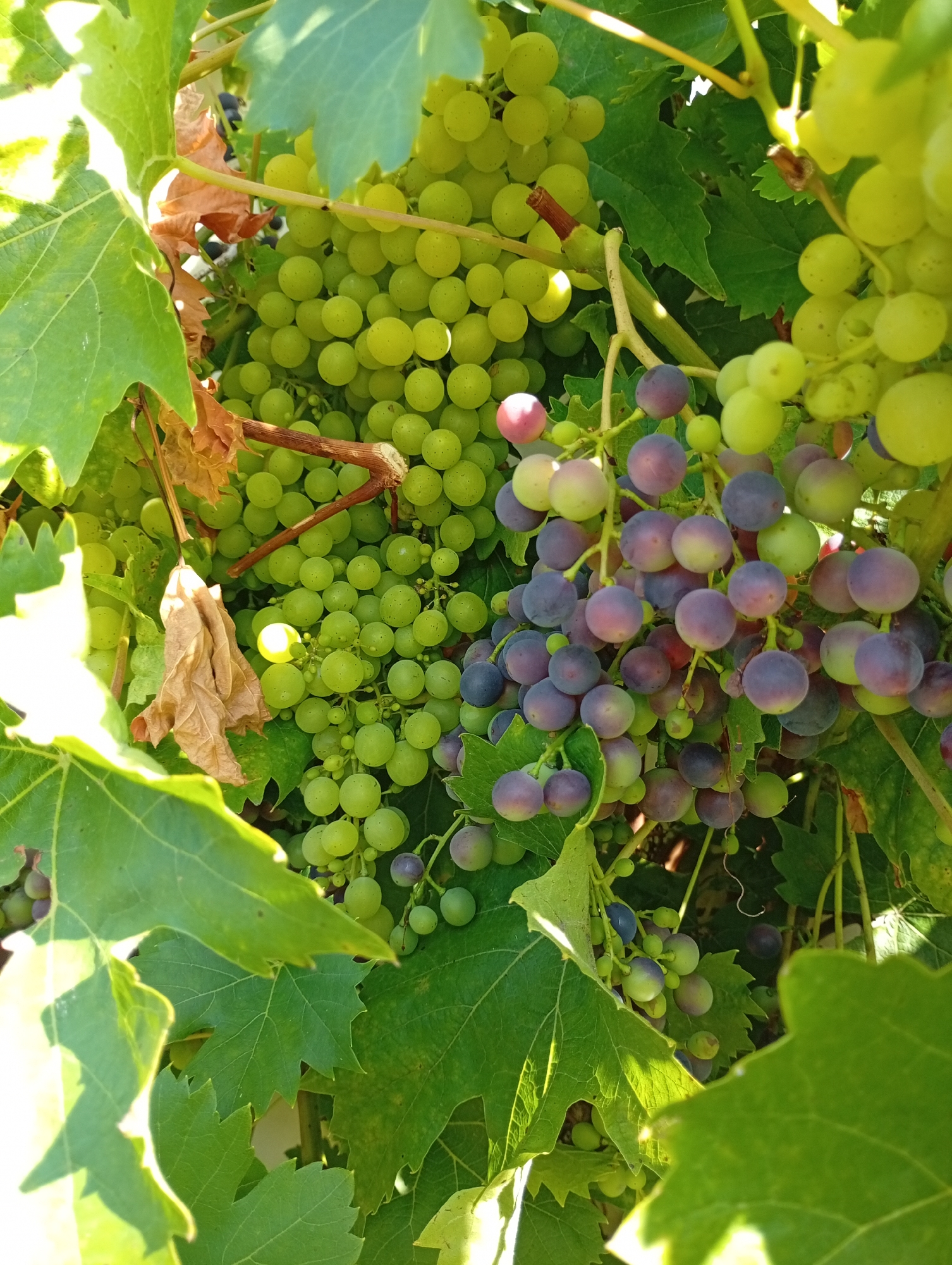 The image is a close-up, eye-level, outdoor shot of a grapevine in Holm, Germany. The grapevine is laden with clusters of grapes. Some clusters are predominantly green, while others are transitioning to a purple hue, indicating varying stages of ripeness. A few individual grapes exhibit a pinkish blush. The grapes are small and round, clustered tightly together on their stems. The leaves of the grapevine are large, green, and lobed, with some dried, brown leaves also visible among the clusters. The lighting suggests a sunny day, with bright sunlight casting shadows and creating highlights on the grapes and leaves. The background is filled with more foliage and the vine itself, creating a dense, natural environment. There are no people or animals present in the image. The scene appears to be a private garden or vineyard.