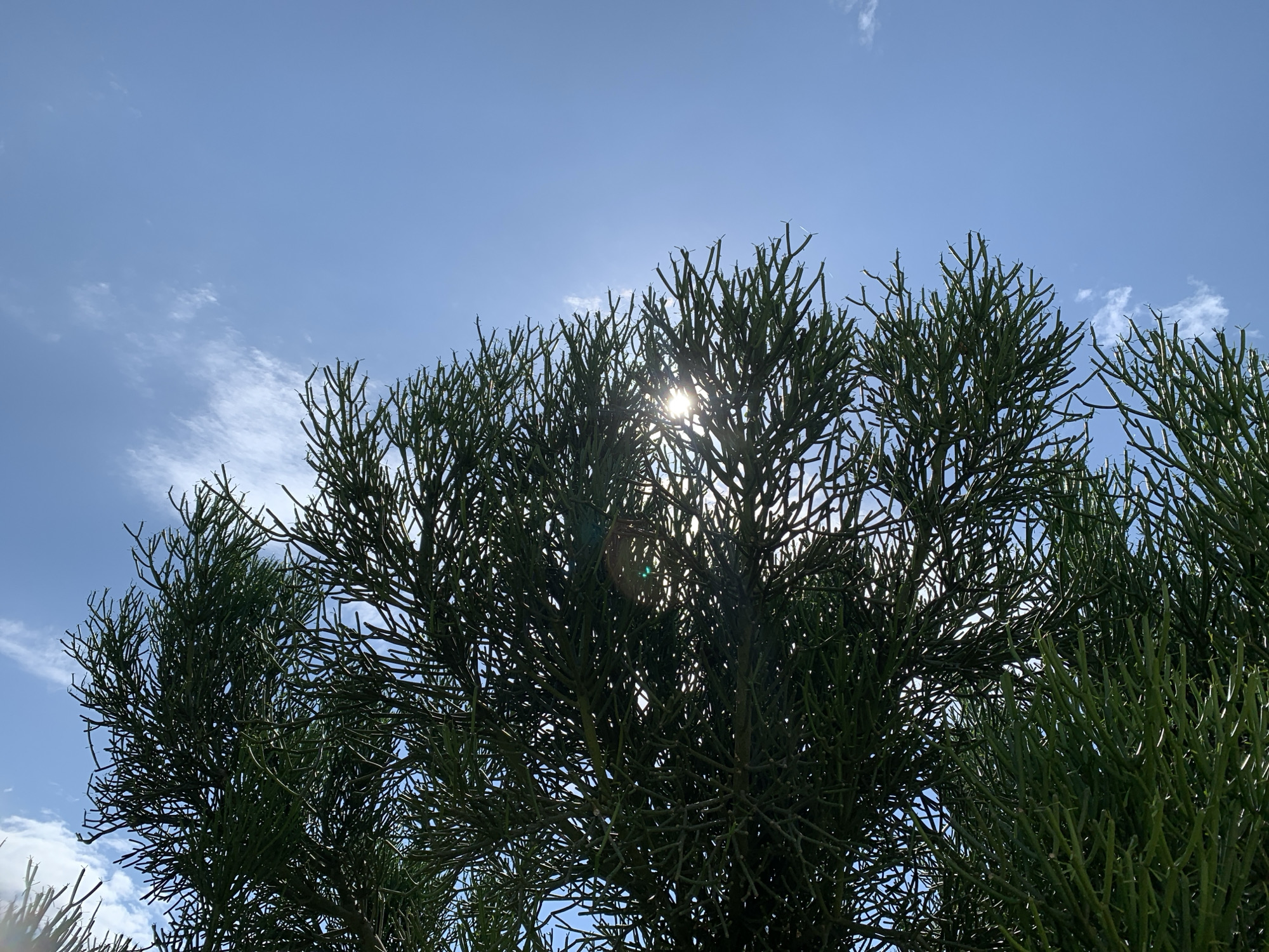 The image shows a low-angle view of a tree against a clear blue sky with scattered white clouds. The sun is partially obscured by the dense, green foliage of the tree, creating lens flare and highlighting the intricate network of branches. The tree appears to be a Pencil Cactus or a similar succulent plant with many thin, segmented stems. The scene is set in the city of Kuru Karama, Nigeria, under bright daylight conditions. There are no people or animals visible in the frame. The environment is outdoors, with the focus being on the tree and the sky.