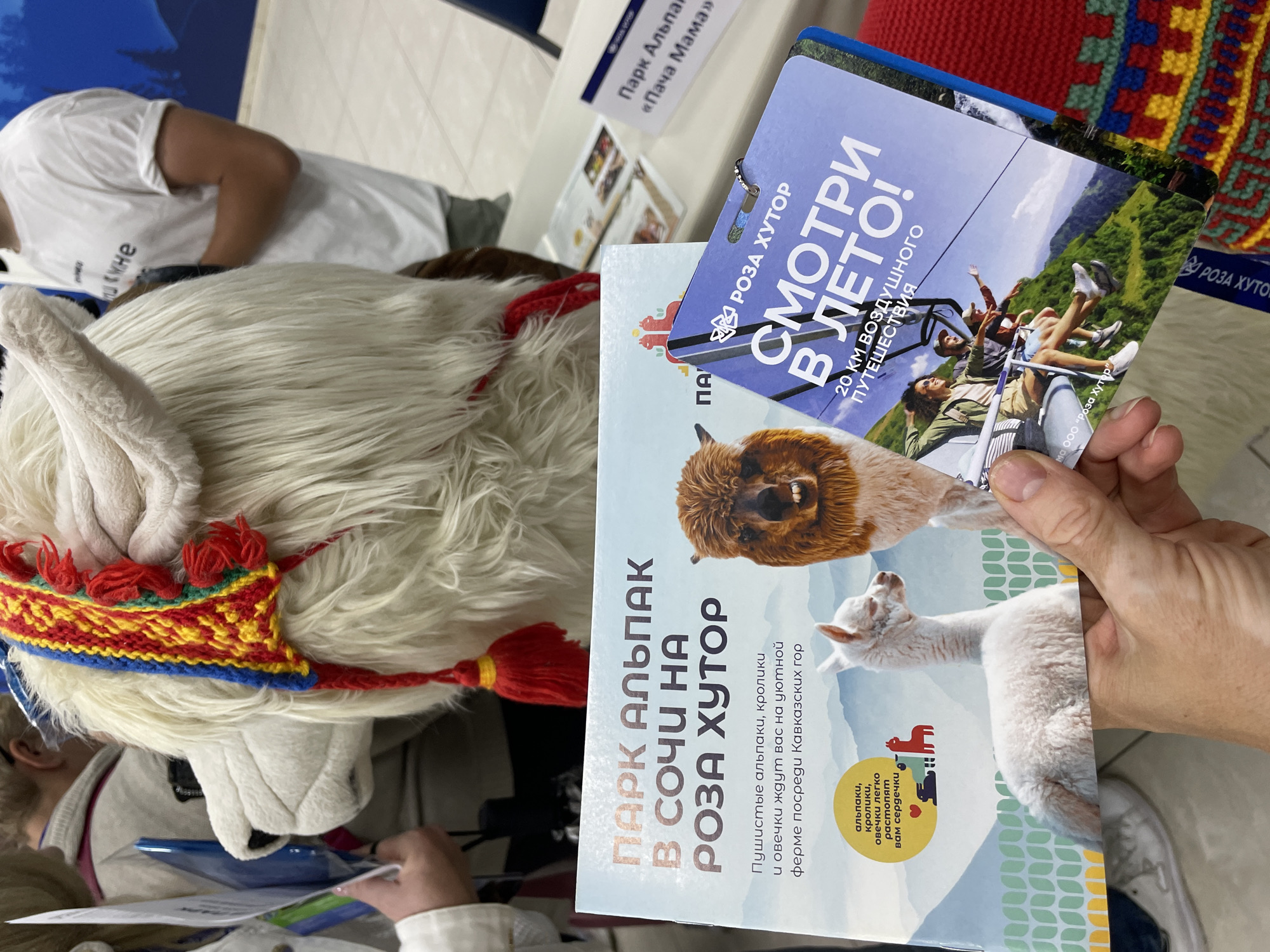 The image shows a hand holding two promotional brochures. The brochure in front is titled "PARK ALPAK V SOCHI NA ROZA KHUTOR," featuring images of alpacas. The other brochure is titled "ROZA KHUTOR SMOTRI V LETO!" with an image of people on a mountain. In the background, there's a person wearing a white alpaca mascot head and a sign saying "Парк Альпа 'Пача Мама'." The location is likely in or near the city of Estosadok, Russia, based on the brochures advertising the "Roza Khutor" resort area and the alpaca farm.