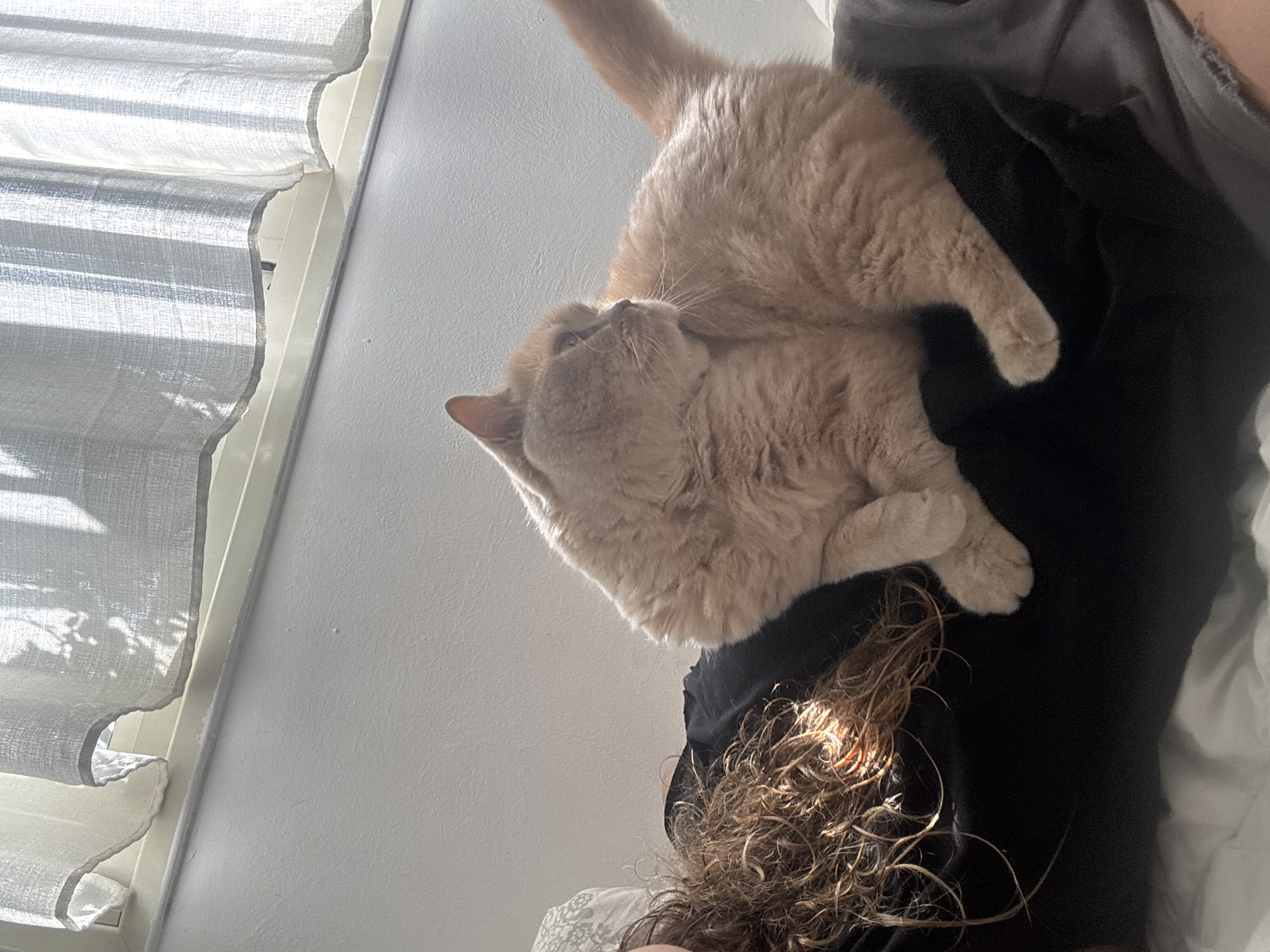 A light orange tabby cat is lying on top of a person wearing a black shirt, possibly indoors. The person has curly brown hair visible beneath the cat. A window with a sheer, textured blind is located to the left of the scene. The location is not discernible as Tel-Aviv, Israel, based on the provided image.
