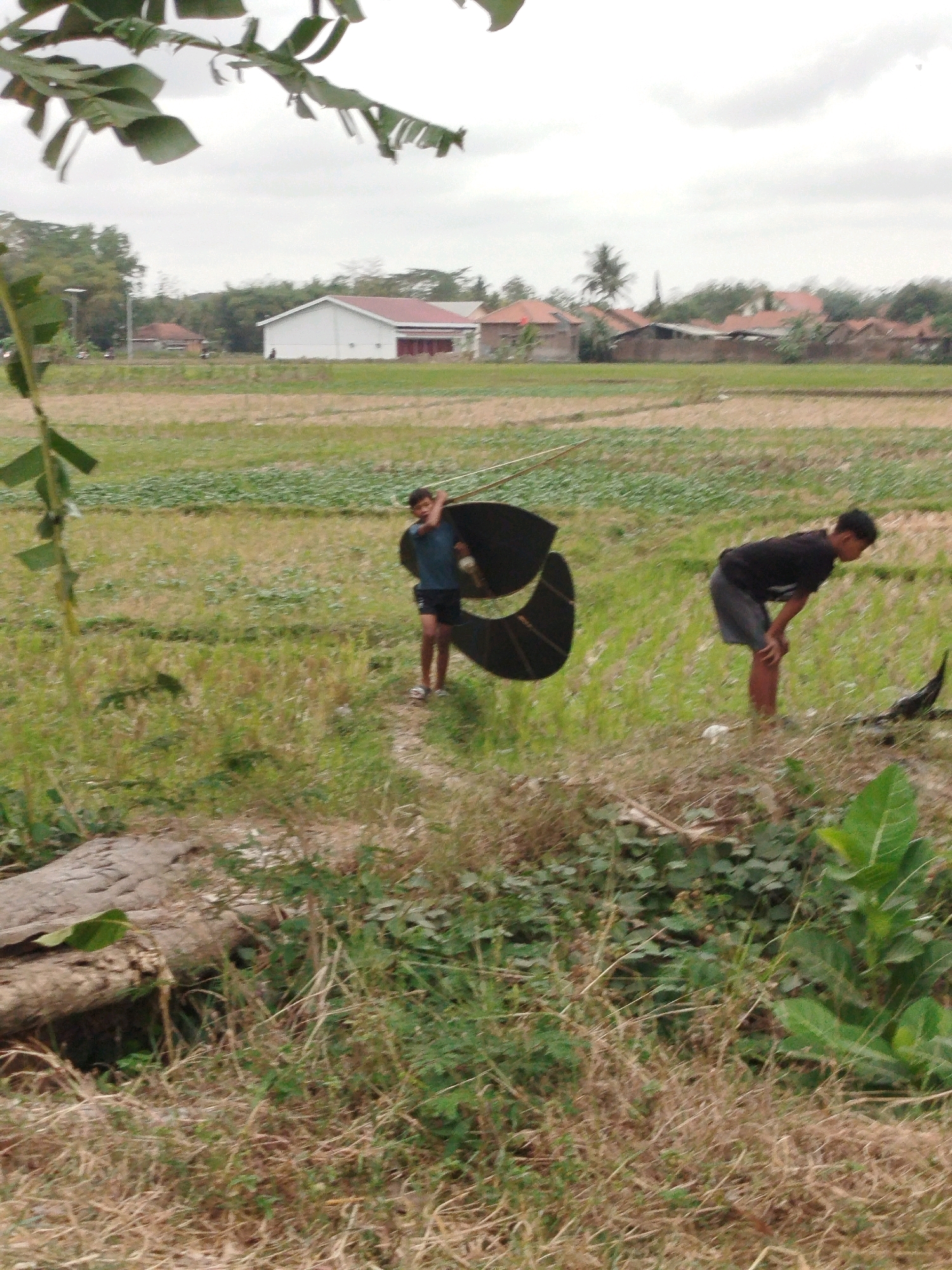In a rural outdoor setting, two young males are observed in a dry, grassy field with some greenery. The sky is overcast. In the foreground, a leafy branch hangs from the top left. To the right, one individual, wearing a dark t-shirt and dark shorts, is bent over with his hand on his right knee. Behind him, another individual, wearing a teal t-shirt and dark shorts, is standing and holding a large, dark kite. In the background, there are several buildings with red roofs, including one prominent white building with a red roof. The field appears to be agricultural land, possibly rice paddies, with some rows of green plants visible. The overall scene suggests a leisurely activity taking place in a semi-urban or village environment.