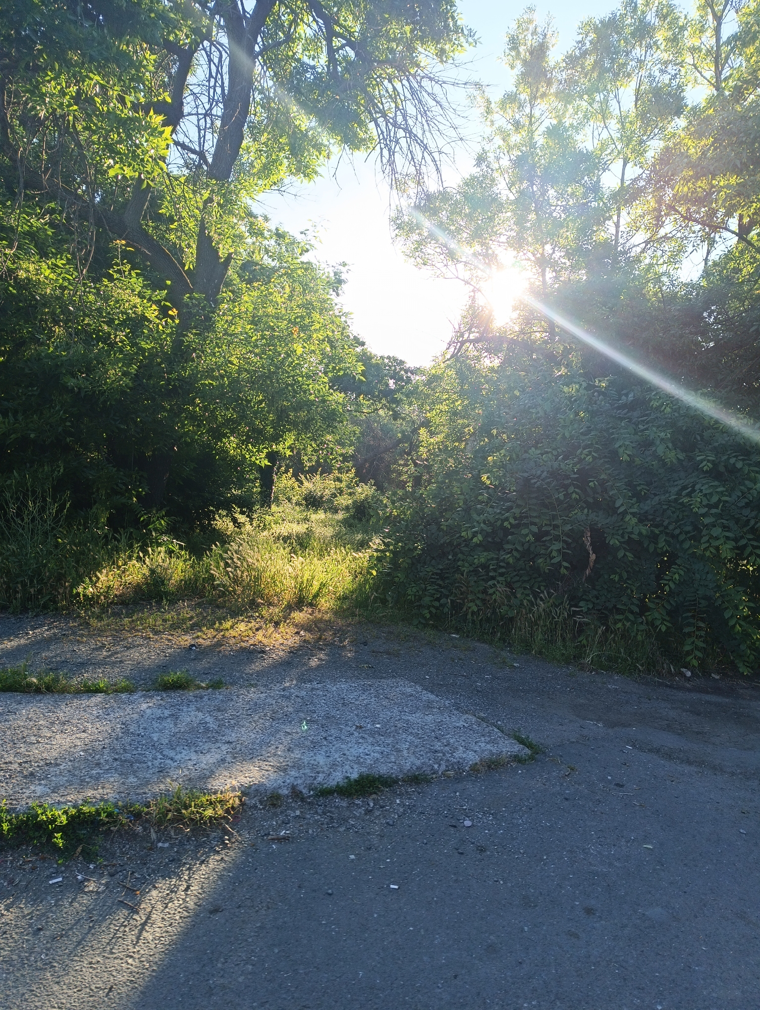This image depicts a sun-dappled pathway lined with dense green foliage on both sides. The sun is shining brightly through the leaves of trees, creating lens flare effects and casting long shadows. The pathway appears to be a mix of gravel and asphalt, with a concrete slab visible in the foreground. The environment suggests an outdoor setting, possibly a park or a less-maintained road within the city of Karnobat, Bulgaria. There are no people visible in the image. The overall scene conveys a sense of natural beauty and tranquility during a sunny day.