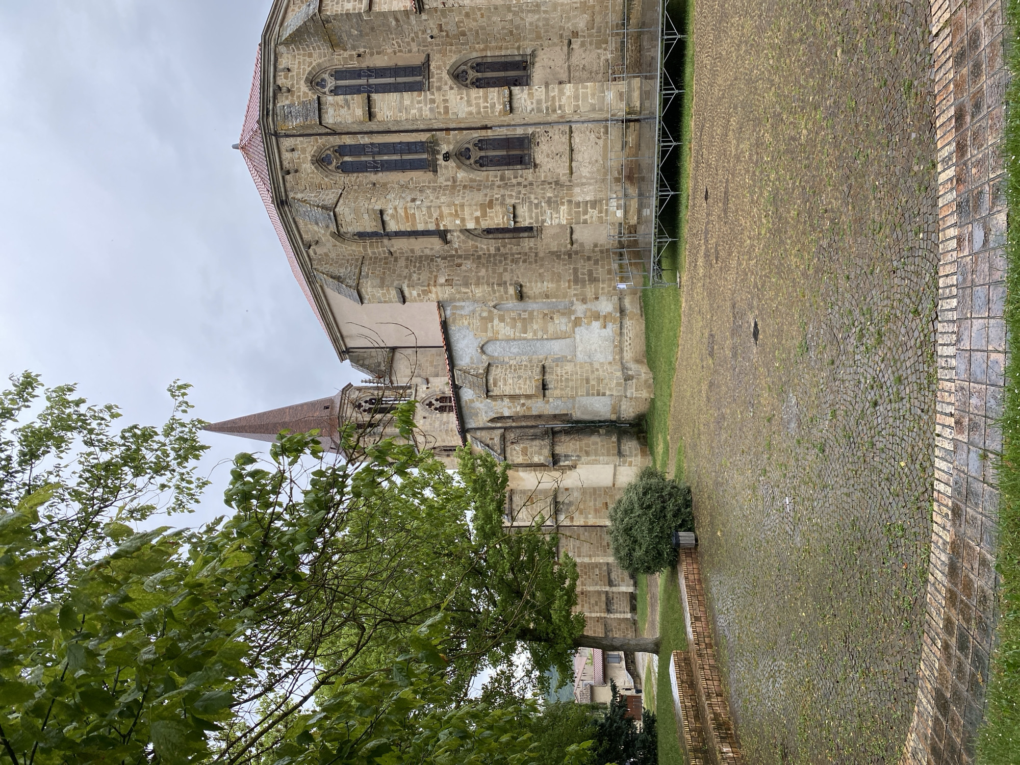This image presents an outdoor view of a historic stone church in Billom, France, under a bright, overcast sky. The main subject is a large, ancient-looking building, likely a church or cathedral, constructed from light-colored, rough-hewn stone blocks. Its imposing side facade is visible, featuring multiple arched windows with intricate Gothic tracery and dark glass. Prominent stone buttresses support the structure, and a reddish-brown tiled roof runs along the top. On the far right side of the building, a section of metal scaffolding is visible, indicating ongoing maintenance or renovation work.
To the left and slightly behind the main structure, a tall, slender church spire with a pointed, reddish-brown roof rises towards the sky, its upper portion adorned with arched openings and decorative elements. This spire is partially framed by dense, green foliage from a large, leafy tree occupying the lower left foreground. The tree's branches, heavy with wet green leaves, extend upwards and towards the center of the frame. A smaller, dark green bush is also visible on a grassy patch closer to the church wall.
The foreground is dominated by a wide, open courtyard or square paved with numerous small, dark cobblestones. Patches of green grass grow between the stones, particularly noticeable towards the center of the paved area. Along the right edge of the square, a distinct border of reddish-brown brickwork is visible. The cobblestones appear damp and reflective, suggesting recent rain. The overall atmosphere is quiet and historical, typical of an old European town. There are no people visible, and no discernible text. The scene is illuminated by daylight under a diffuse, cloudy sky.