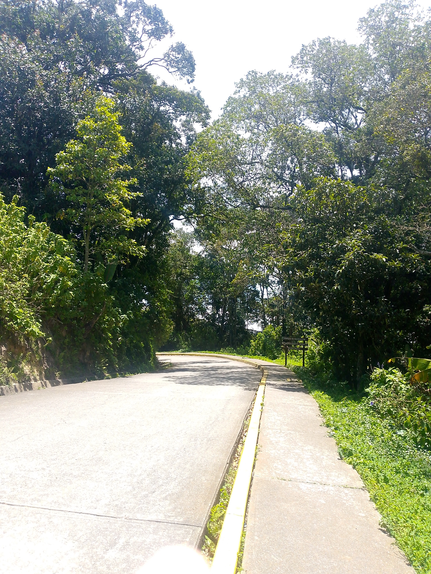 The image shows a paved road winding through a heavily wooded area. The road is light grey and has a narrow, raised concrete barrier painted yellow along its right edge. On the left, the road is bordered by a steep embankment covered in dense green vegetation. On the right, there's a narrower paved path with vegetation growing alongside it. A sign is visible on the right, partially obscured by foliage. The trees form a canopy overhead, filtering the sunlight. The location is Caracas, Venezuela.