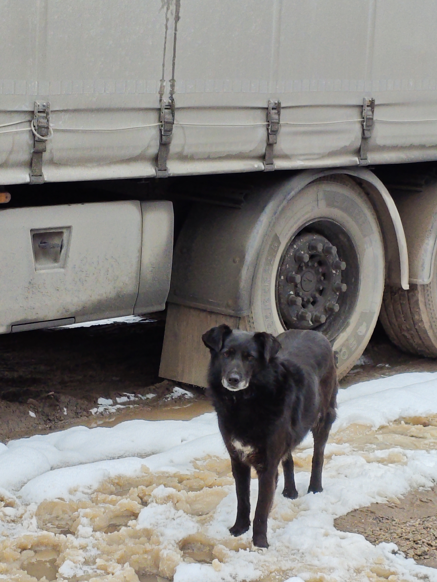 The image depicts a medium-sized black dog standing on a patch of dirty snow and mud. The dog has a small white patch on its chest and a tired or weathered expression. It is positioned in front of the rear wheels of a large, dusty truck. The truck's tires are visible, and its side panels are secured with multiple clasps. The ground consists of melting snow mixed with dirt and mud, and the overall impression is one of an industrial or roadside environment. While the city of Chaikovsky, Russia is mentioned, there is nothing in the image to independently confirm this location.