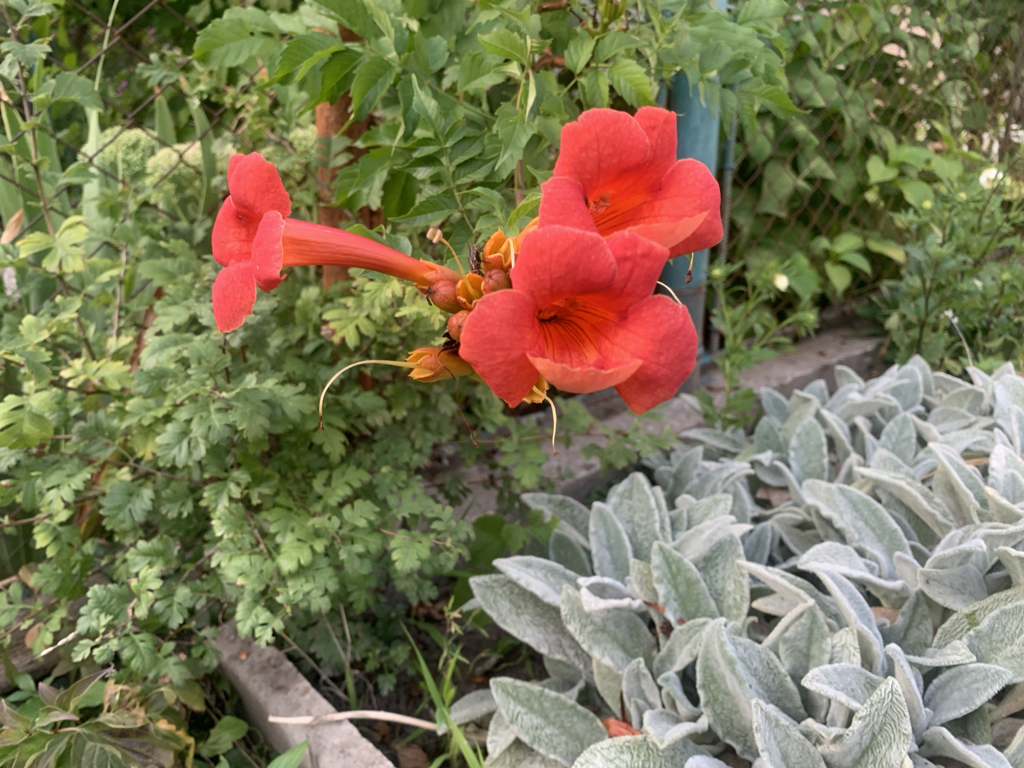 A close-up, eye-level outdoor photograph captures a cluster of vibrant orange-red trumpet-shaped flowers in bloom. The flowers are the primary subjects, with a vine of these flowers extending from the left side of the frame towards the center and right. Two prominent blooms are in focus, displaying their tubular structures and ruffled petals. Several smaller, unopened buds and seed pods are visible on the vine, appearing to be yellow and orange. In the background, lush green foliage and the mesh of a chain-link fence create a natural, somewhat unkempt garden setting. To the lower right of the frame, a patch of silvery-green, fuzzy-leafed plants is present, providing a textural contrast to the flowers and greenery. The scene is lit by natural light, suggesting it was taken during daytime. There are no people visible in the image. The specific location in Kolomyia, Ukraine, is not discernible from the visual elements alone.