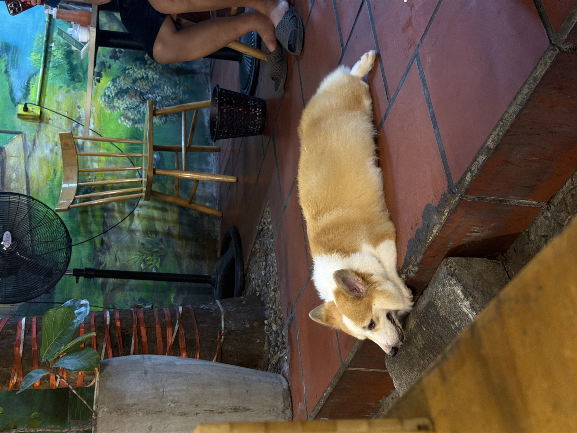 A medium shot depicts a corgi resting its head on a concrete ledge within a café in Đà Nẵng, Vietnam. The café has red tile flooring. The corgi is facing the right side of the frame. A person is sitting at a wooden table and chair in the top left of the frame. A fan is in the bottom left. A mural is behind the chair.