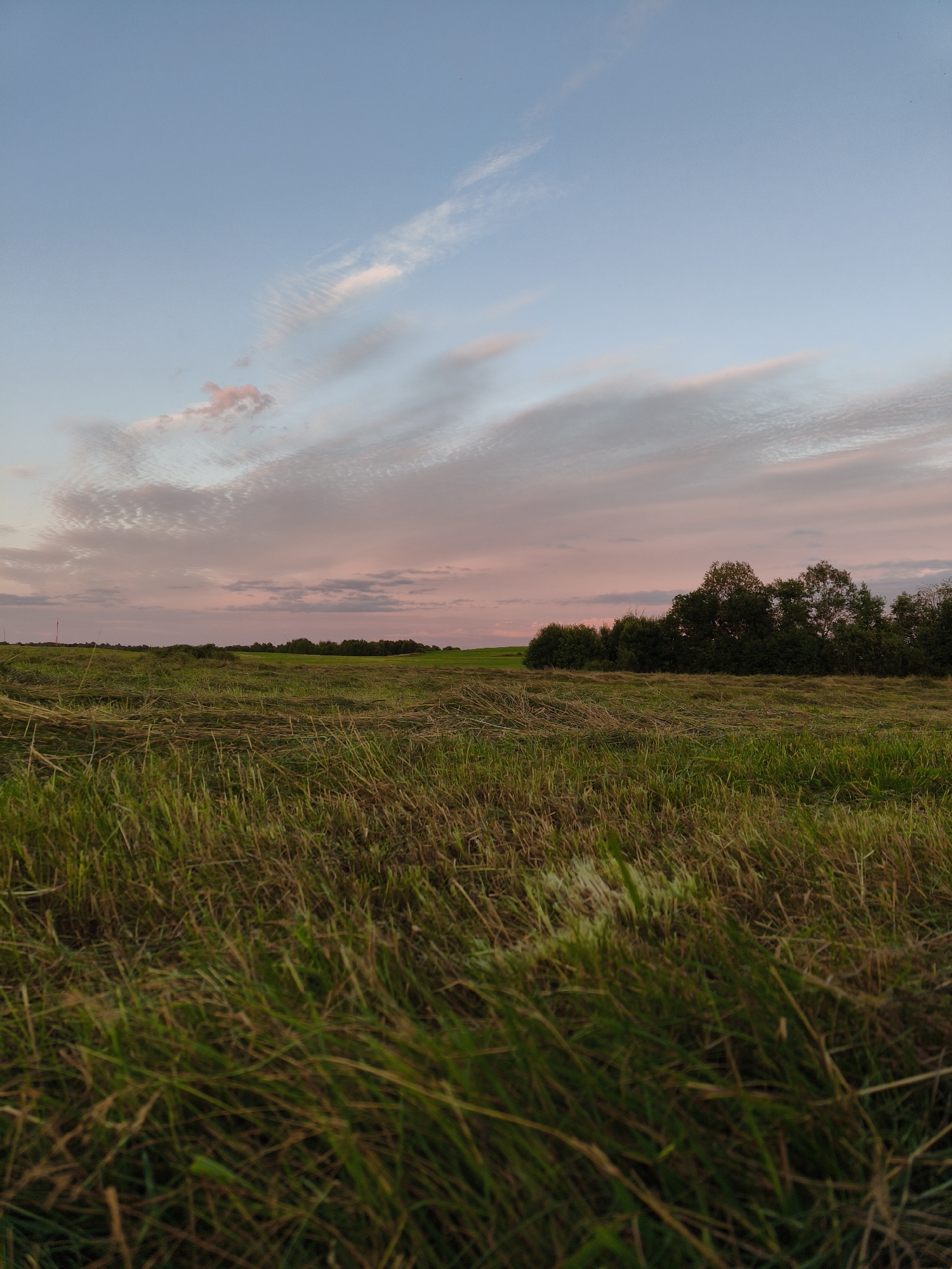 This is a vertical, low-angle outdoor photograph of a mown field at dusk in Khittolovo, Russia. The foreground is dominated by thick, green grass with some dried stalks. In the middle ground, a swath of cut grass lies on the field, creating a textured pattern. Beyond the field, a line of dark green trees stretches across the horizon. The sky above is a soft blend of pale blue and pink, with wispy, pink-tinged clouds. The lighting suggests the sun has recently set, casting a gentle glow over the landscape. There are no people or animals visible in the image. The overall atmosphere is serene and natural.