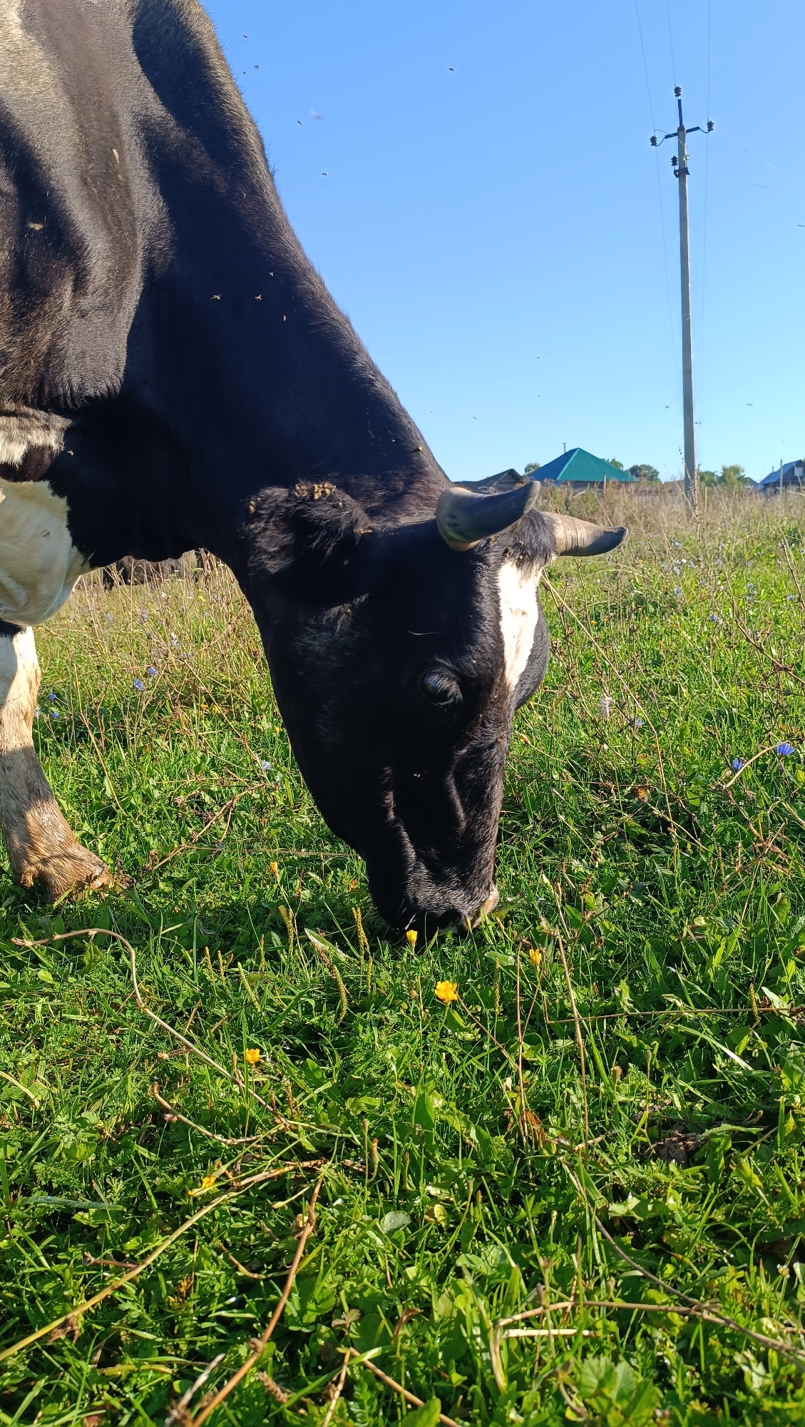 The image depicts a black and white cow with short horns grazing in a grassy field under a clear blue sky. The cow's head is lowered, focusing on the grass. Small yellow flowers are scattered throughout the green vegetation. In the background, a wooden utility pole with insulators stands tall, and a few distant houses with colorful roofs are visible. A few small insects are present in the air. The scene appears to be in a rural setting.