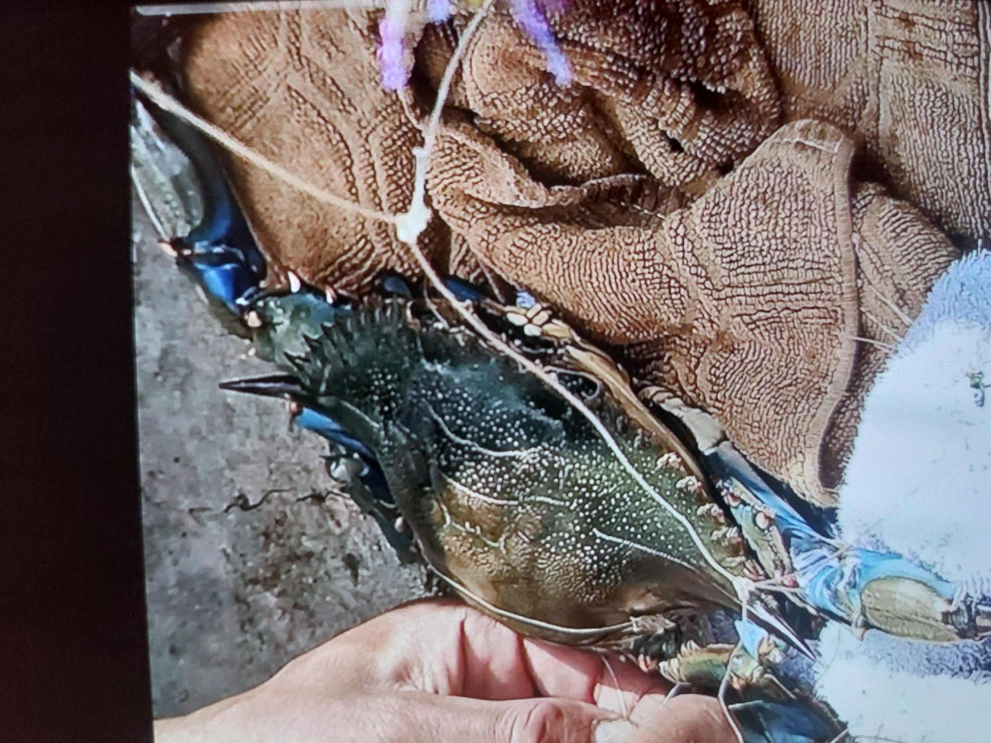 A close-up shot captures a person's hand firmly holding a large, freshly caught crab against a textured background. The crab has a dark, mottled green-brown carapace adorned with numerous small white spots, and its legs and powerful claws display a vivid blue hue. Thin white string or twine is visibly wrapped around the crab, particularly restraining its sharp claws, indicating it has been captured or is being prepared for handling.
The person's hand, with knuckles and skin creases visible, supports the underside of the crab. In the background, a crumpled piece of brown fabric with a distinct, rough, waffle-like texture, possibly a towel or a coarse sack, dominates the upper and central parts of the image. To the right, a smaller section of lighter, possibly white or light blue, fuzzy material is also present. The ground beneath the crab and hand appears to be a grey, slightly uneven surface, resembling concrete or packed earth.
The scene depicts an activity associated with fishing or crabbing, likely occurring outdoors during daylight hours in Tsarevo, Bulgaria. No text is visible in the image.