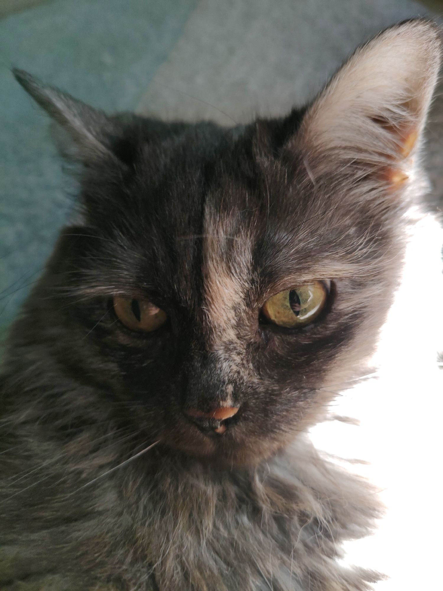 A close-up, eye-level, medium shot captures the face of a long-haired gray cat indoors. The cat is positioned centrally, with its head tilted slightly downwards and to the right. Sunlight illuminates the right side of its face and body, creating a bright, washed-out effect in that area.
The cat's fur is a mix of gray and lighter gray tones, with darker gray tabby markings visible on its forehead and around its eyes. Its eyes are a striking yellow-green color. One eye, on the left side of the image, is clearly visible and appears to be looking directly at the camera, while the other eye, on the right, is partially obscured by light. The cat's nose is a light pinkish-brown, and its mouth is slightly open, revealing a hint of its teeth. The whiskers are long and white.
The background is out of focus. The left side of the background appears to be a greenish-blue, possibly a floor or wall. The right side of the background is completely blown out by the bright sunlight. The image does not provide any specific clues about the cat's location in the city of Bol'shoye Kozino, Russia.