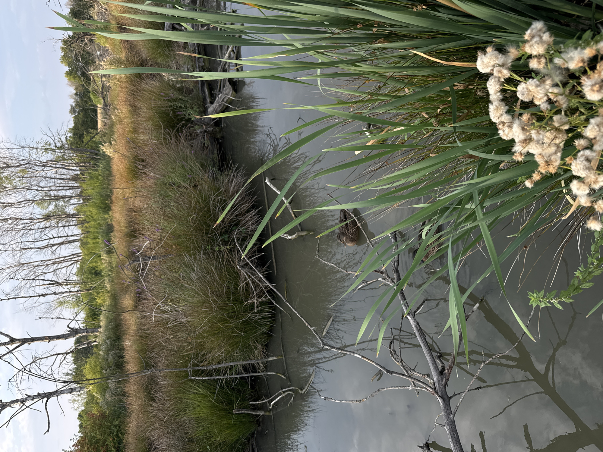 A duck swims in a murky body of water, its reflection visible on the surface. Surrounding the water is dense vegetation, including tall grasses, reeds, and bare, spindly trees. Fallen branches lie submerged and partially submerged in the water, adding to the natural, wild appearance of the scene. In the foreground, fluffy white seed heads of plants are clustered together. The sky above is overcast with a pale blue hue. This natural wetland environment is located in Bad Saulgau, Germany.