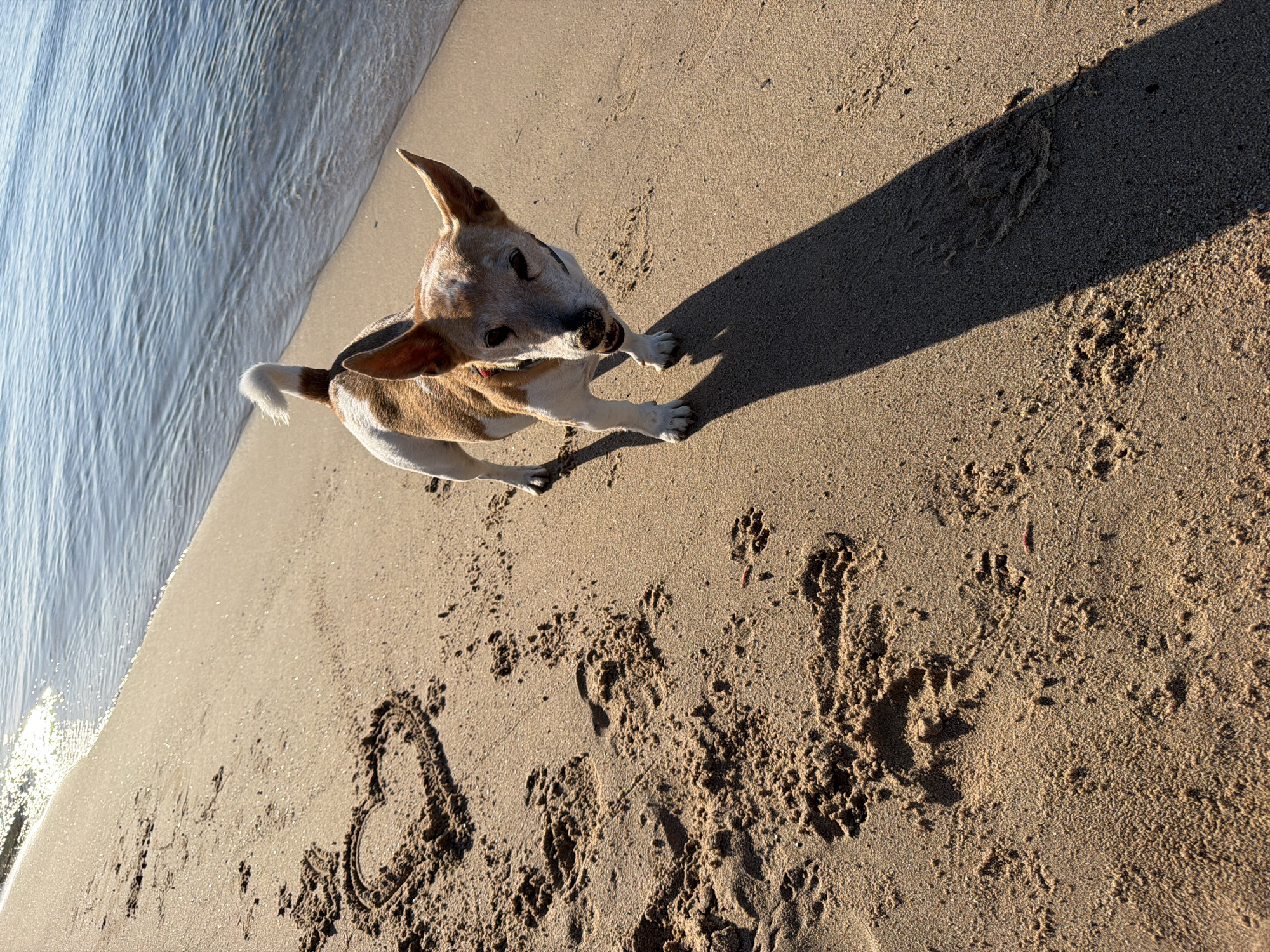 A dog stands on a sandy beach near the water's edge. The beach sand displays footprints and a heart drawn in the sand. The location appears to be in Mont-roig del Camp, Spain, indicated by the beach and water. The scene shows the dog standing upright and looking toward the camera. Its shadow is visible on the sand. The water is on the left side of the frame.