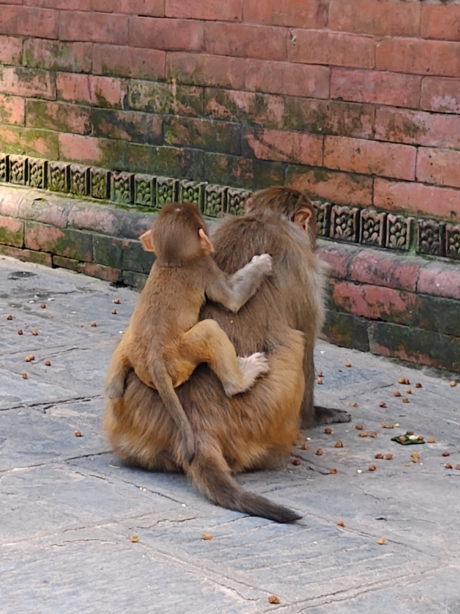 Two monkeys, an adult and a juvenile, are positioned on a stone-paved ground in front of a weathered brick wall. The adult monkey is seated, facing away from the viewer, with its fur appearing light brown and shaggy. The juvenile monkey is clinging to the back of the adult, its small hands gripping the adult's fur and its legs straddling the adult's torso. The juvenile's fur is a lighter shade of brown and appears softer. Both monkeys are viewed from behind. The brick wall behind them shows signs of age, with patches of green moss and grime. A decorative band of ornate carvings runs horizontally along the lower part of the wall. Scattered on the stone ground are numerous small, brown, nut-like objects. The lighting suggests it is daytime. This scene is consistent with the environment of the Swayambhunath temple complex in Kathmandu, Nepal, a popular location known for its resident monkey population.