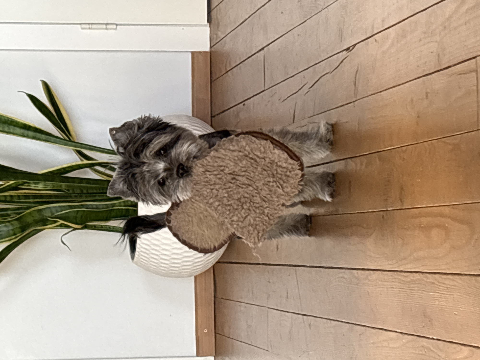 A small, gray, long-haired dog stands indoors on a wooden floor, next to a white wall with a houseplant in a white pot. The dog holds a tan-colored, round, fuzzy object in its mouth. The location, Chaikovsky, Russia, is not discernible from the image.