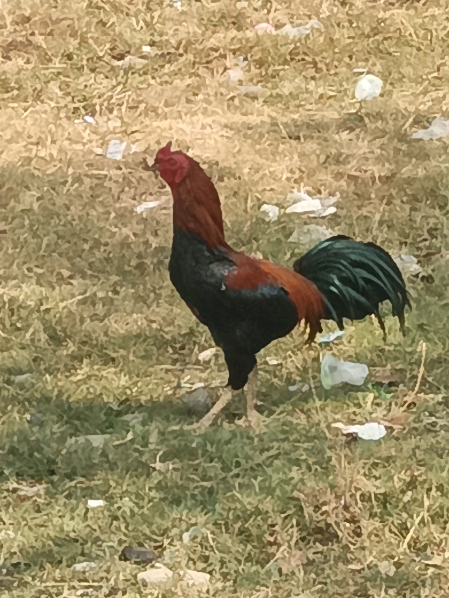 A rooster stands in a patch of dry grass with scattered litter. The rooster has a reddish-brown head and neck, black body, and dark green tail feathers. The environment appears to be an outdoor, unkempt area, possibly a vacant lot or a neglected roadside in Subang, Indonesia. The lighting suggests it is daytime.