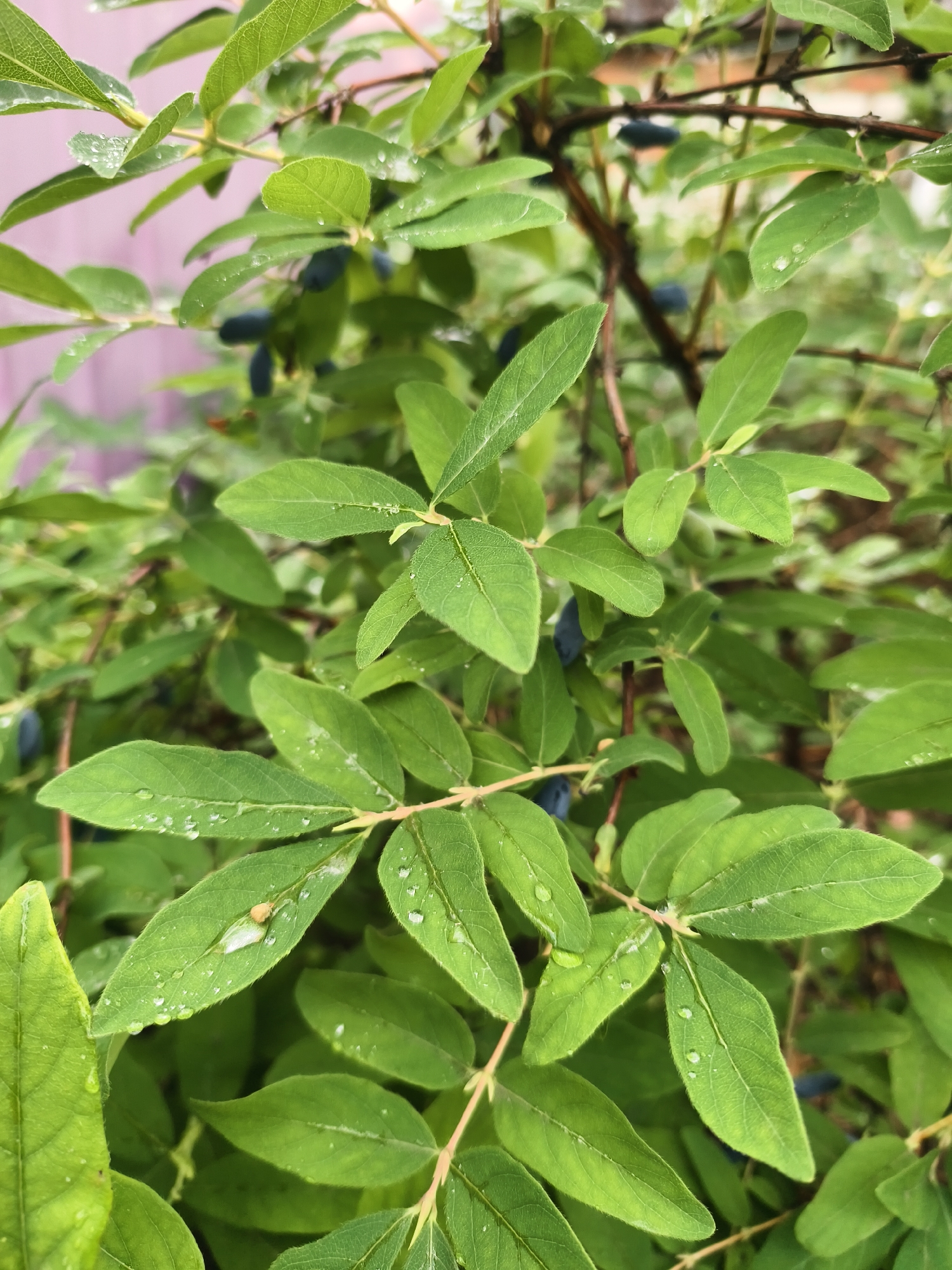The image is a close-up, vertical shot of a honeysuckle bush with vibrant green leaves and dark blue berries. The leaves are oval-shaped with pointed tips and a slightly fuzzy texture, many of which are glistening with water droplets. Several dark blue, elongated berries are scattered throughout the branches, some partially obscured by the foliage. The branches are thin and woody, forming a dense network. The background is a blur of greens and purples, suggesting other foliage or possibly a soft, out-of-focus backdrop. The lighting is diffused, creating a soft ambiance. The scene appears to be outdoors, likely in a garden or natural setting. There are no people or animals visible in the image.
