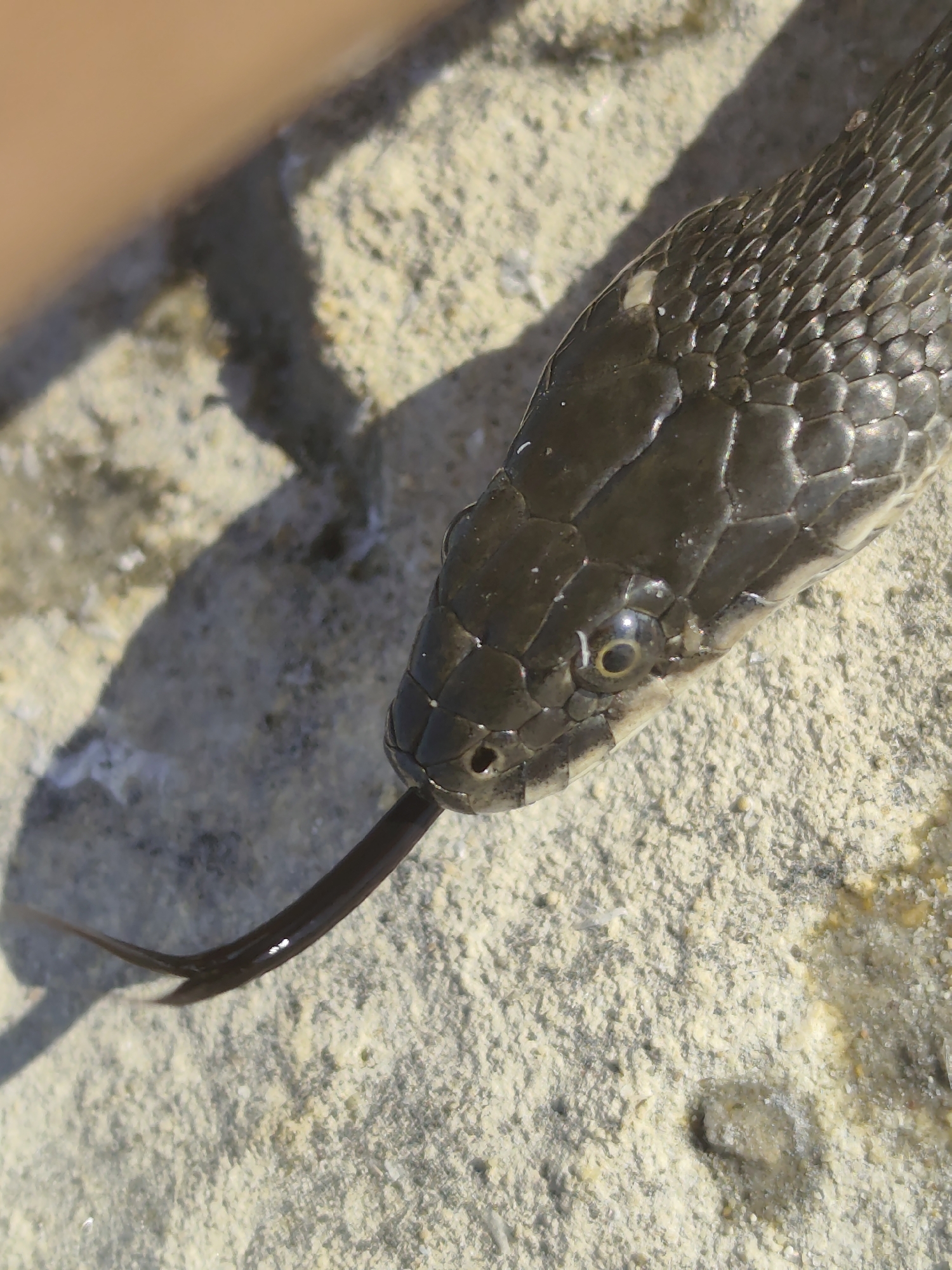 The image is a close-up, eye-level shot of a snake's head and forked tongue, which is flicking out. The snake is dark brown and appears to be resting on a textured, sandy surface. The scales on its head and body are clearly visible, and its eye has a yellow iris with a dark pupil. The background is out of focus, but it appears to be a natural environment with patches of light and shadow. There is a blurry, light-colored object in the upper left corner, possibly a hand. The scene is illuminated by natural sunlight. No specific location within Saiyn, Kazakhstan, can be identified from the image itself.