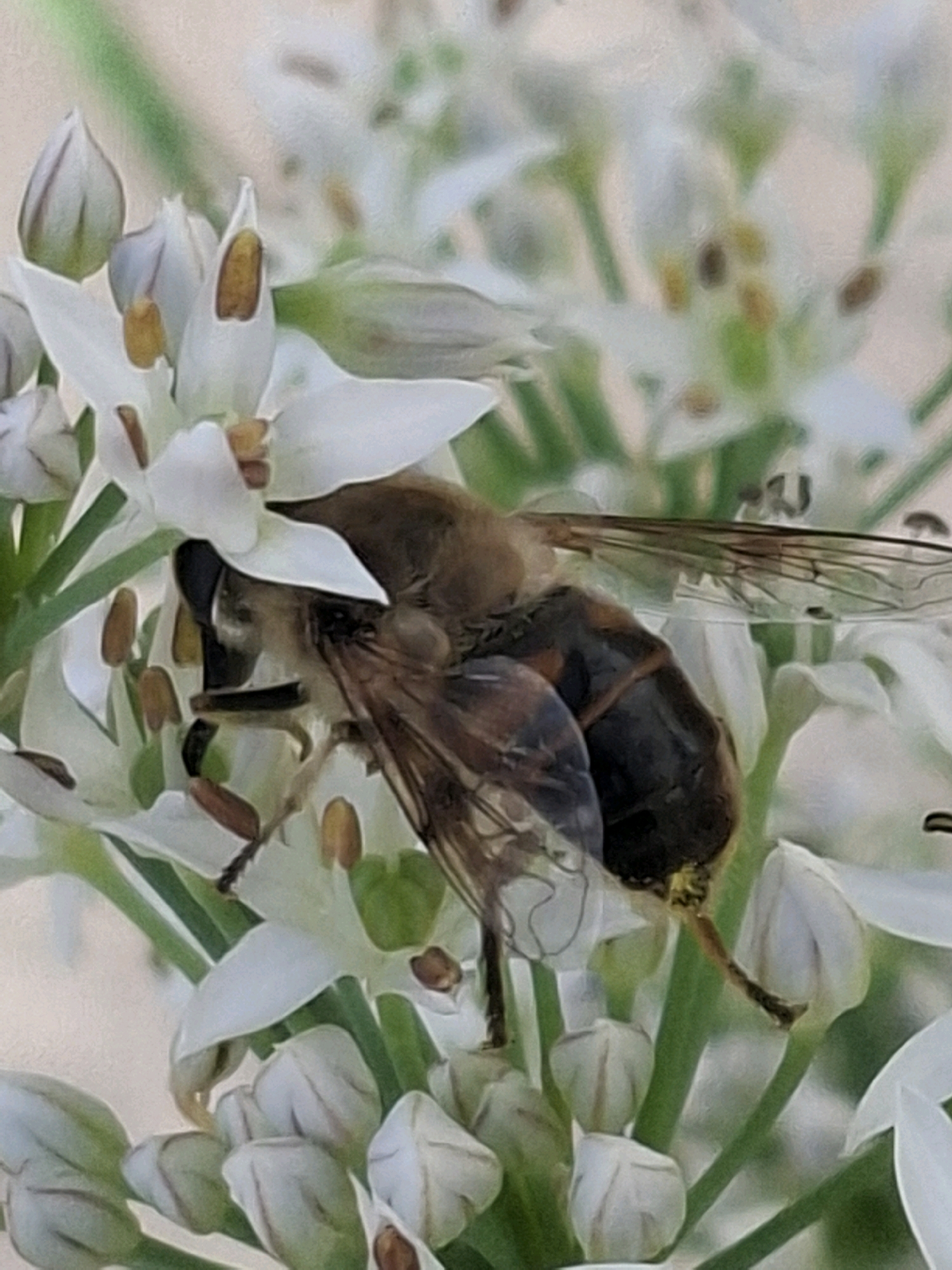 The image shows a close-up of a bee on a cluster of white flowers. The bee, with its brown and black body and translucent wings, is positioned with its head buried in the center of a flower, likely collecting nectar or pollen. The flowers are delicate and white, with prominent yellow stamens. The background is blurred, suggesting a shallow depth of field and focusing attention on the bee and the flowers. The overall impression is one of natural beauty and a common scene in an outdoor environment. There is no visible indication of the city of Almaty, Kazakhstan, or any urban elements.