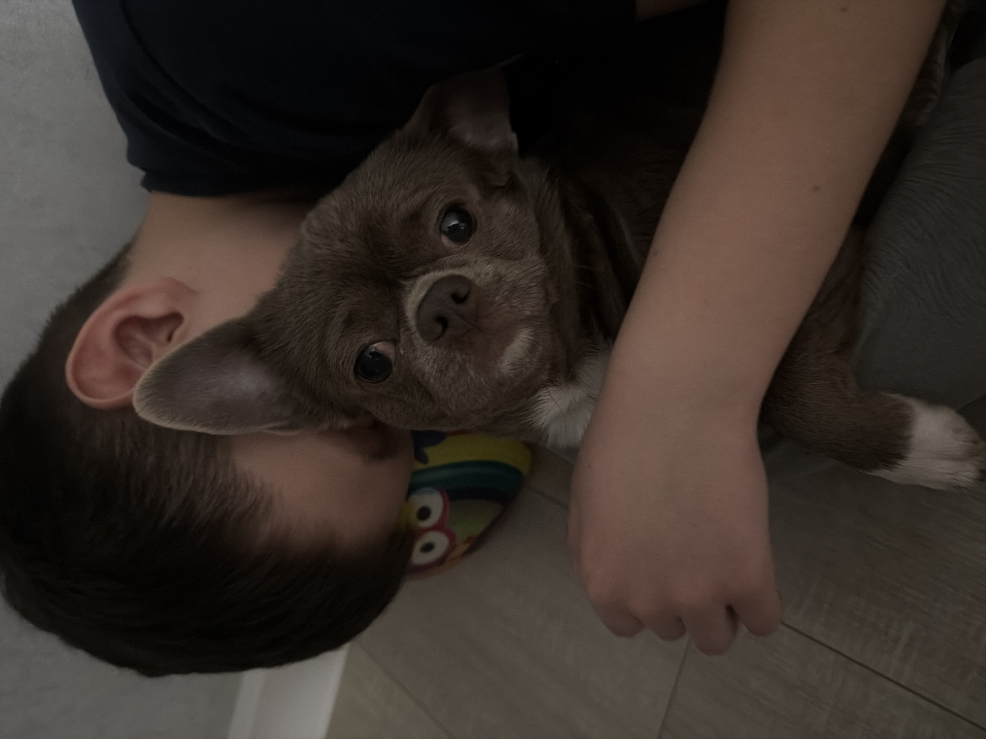A light brown and white Chihuahua dog is being held by a person wearing a dark blue shirt and gray pants in a room with a light beige floor. The dog is snuggling into the person's neck/shoulder area, and the person's arm is wrapped around the dog. A yellow and green item with eyes is between the dog and the person's head. The dog is looking towards the camera. The photo does not contain any information to ascertain the location of Votkinsk, Russia.
