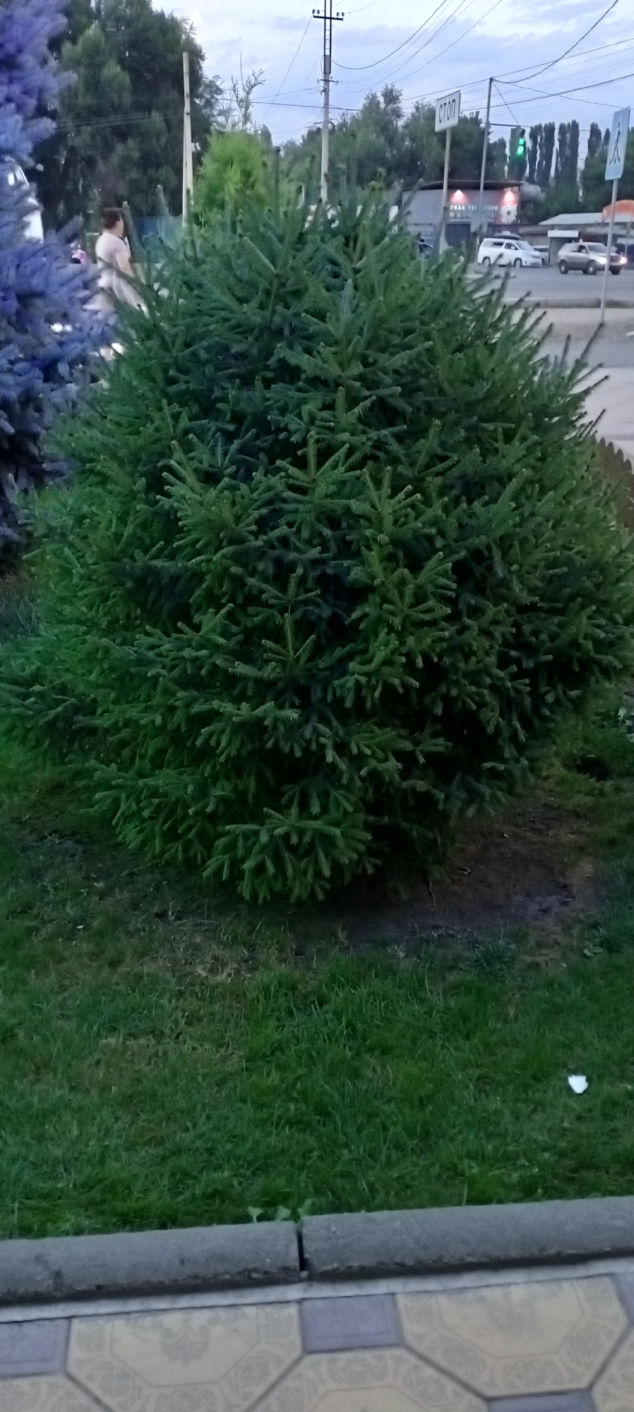 The image shows a dense, round evergreen shrub in the foreground, with bright green needles. To the left, a portion of a taller, bluish-purple evergreen tree is visible. Behind the trees, a street scene unfolds under a cloudy sky. A person in a light-colored top is partially visible near the left edge of the frame, walking away from the camera. In the background, a street sign reads "СТОП" (STOP in Russian), a traffic light with a green signal, and several cars, including a white minivan and a silver SUV. Trees line the street, and power lines are visible crisscrossing overhead. The ground in front of the shrub is covered in grass, and a paved walkway with a decorative pattern is visible at the very bottom. The location is identified as Sokuluk, Kyrgyzstan.