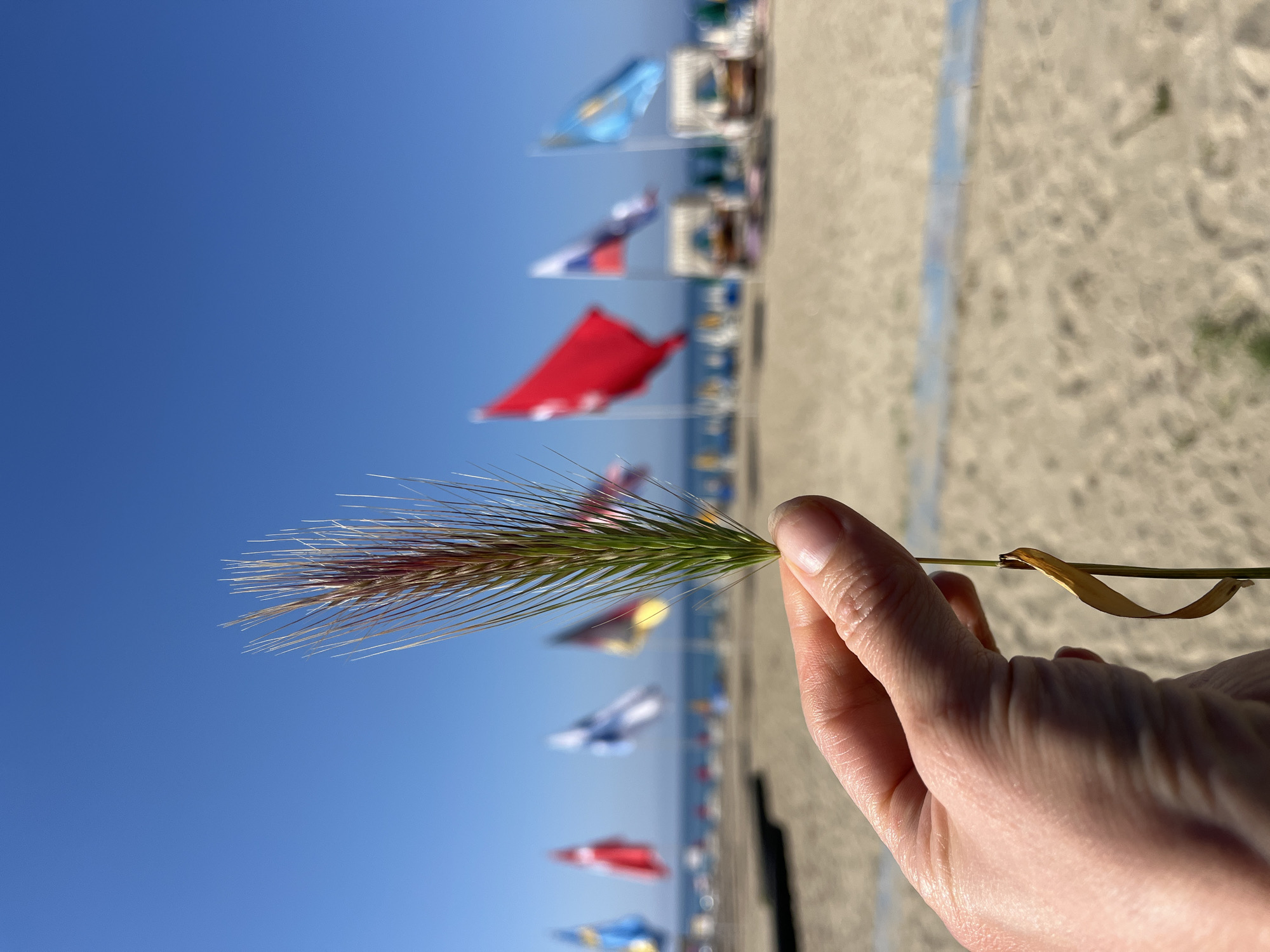 The original image, oriented vertically, captures a close-up of a person's hand holding a stalk of spiky grass or a wild oat in sharp focus. The plant displays vibrant green blades transitioning to a reddish-brown, bristly seed head.
The background is heavily blurred, creating a shallow depth of field. It reveals a wide, sandy beach extending vertically along the right side of the frame, meeting a clear blue sea to its left. A vast, unclouded blue sky dominates the upper portion of the image.
Numerous colorful flags, flying on poles, are visible in the blurred mid-distance, appearing to line the beach or seafront. Despite the blur, their colors are discernible, including prominent red, blue, white, and yellow. Some resemble national flags, such as a red, white, and blue flag (possibly Russian) and a light blue and yellow one (potentially Ukrainian), along with a solid red flag.
The scene is bathed in bright natural daylight, indicating a sunny and clear day. The array of flags suggests a popular tourist beach setting, consistent with the provided location context of Alanya, Turkey. No specific text is visible in the image.