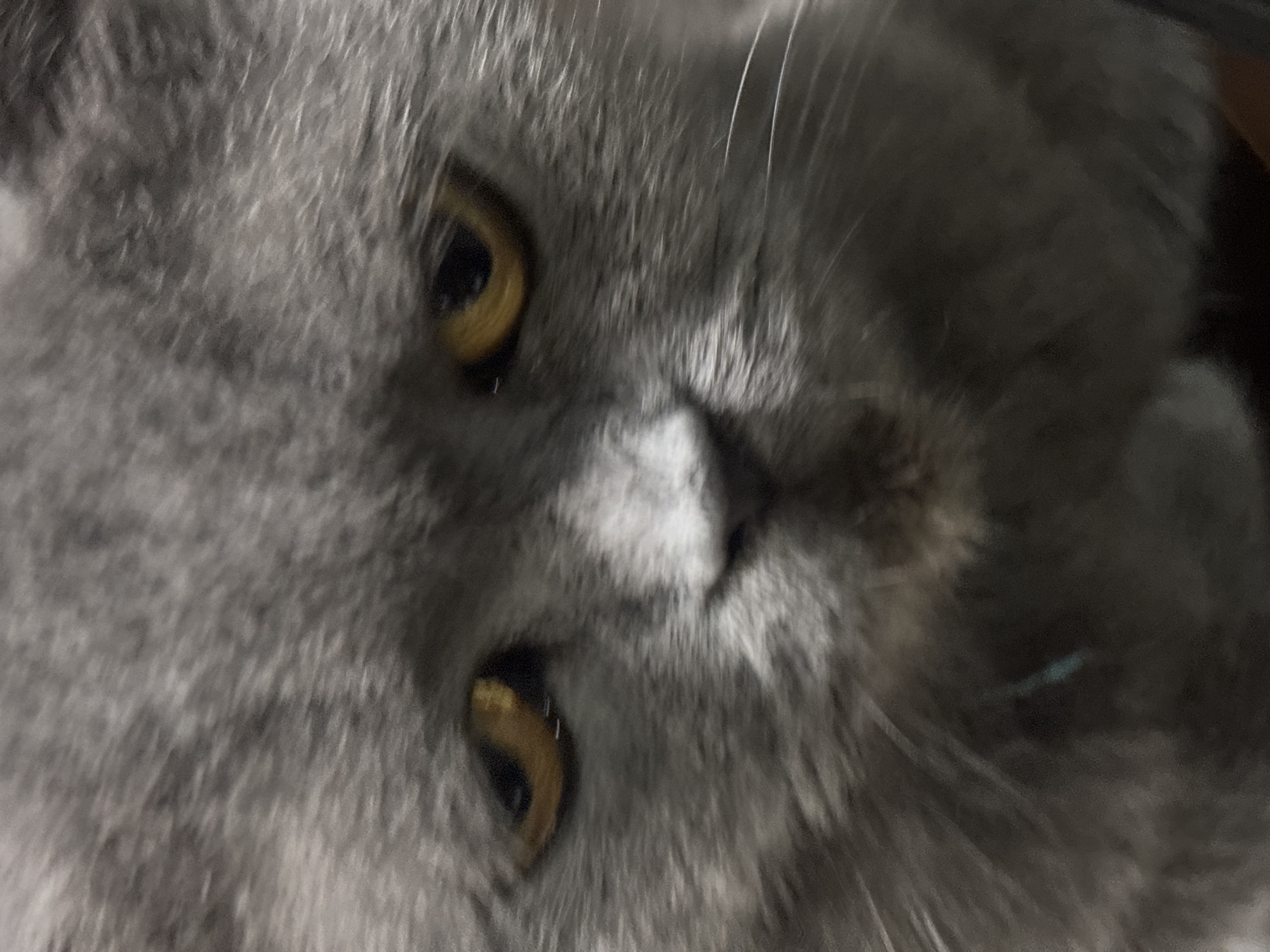 This is a close-up, low-angle, upside-down shot of a fluffy gray cat's face. The cat's eyes are large and have a golden-yellow iris with dark pupils. The fur is soft and appears thick, with individual strands visible, particularly around the eyes and whiskers. The lighting is dim, creating soft shadows and highlighting the texture of the fur. The cat's face is mostly in focus, with the background slightly blurred. There is no visible text in the image. The orientation of the image suggests the cat may be lying down or being held in an unusual position. The overall impression is one of intimacy and a focus on the cat's facial features.