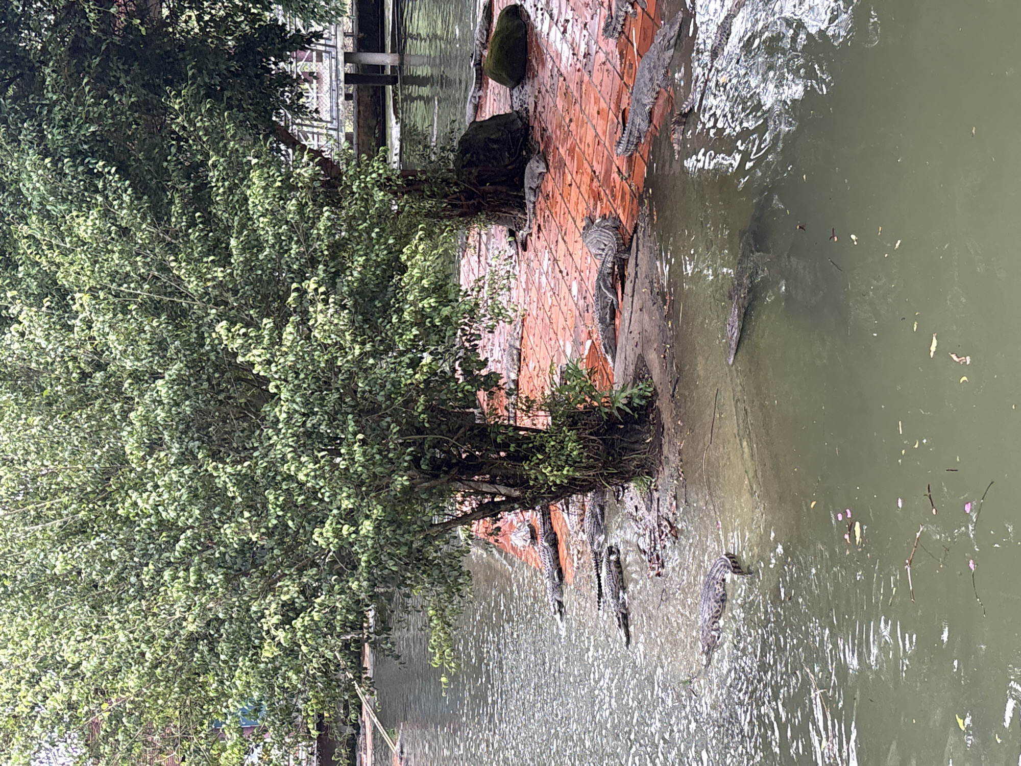 The image shows a group of crocodiles in a murky river environment next to a red brick walkway in Khanh Vinh, Vietnam. The crocodiles are positioned partly on the walkway and partly in the water. A tree with dense foliage grows along the edge of the walkway. The walkway and river are partially obscured by the tree and its branches. The water is murky with scattered debris. Part of a structure is visible in the background behind the tree. The scene appears to be outdoors in a natural or semi-natural setting.