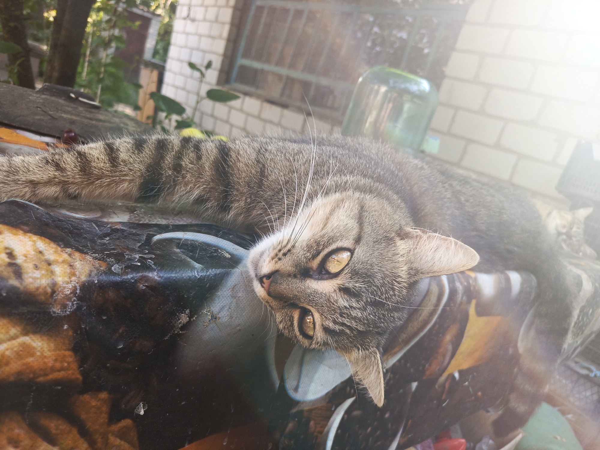 A tabby cat lies on a patterned surface, its body stretched out and head turned towards the viewer. The cat's eyes are wide open and golden yellow, with dilated pupils. Its fur is a mix of gray, brown, and black stripes, and its whiskers are long and white. The surface the cat is lying on appears to be a table covered with a patterned tablecloth. The tablecloth has a dark background with abstract shapes and colors, possibly depicting animals or natural scenes.
In the background, there's a brick wall with a window, suggesting an outdoor or semi-outdoor setting. Some greenery is visible, including trees and plants, indicating it might be daytime with natural light. A large glass jar is visible to the right of the cat, and a hint of another cat can be seen in the upper right corner, possibly sleeping or resting. The overall mood is relaxed, with the cat appearing comfortable and at ease. The lighting suggests it's daytime, and there's a bright flare in the upper right corner, possibly from the sun.