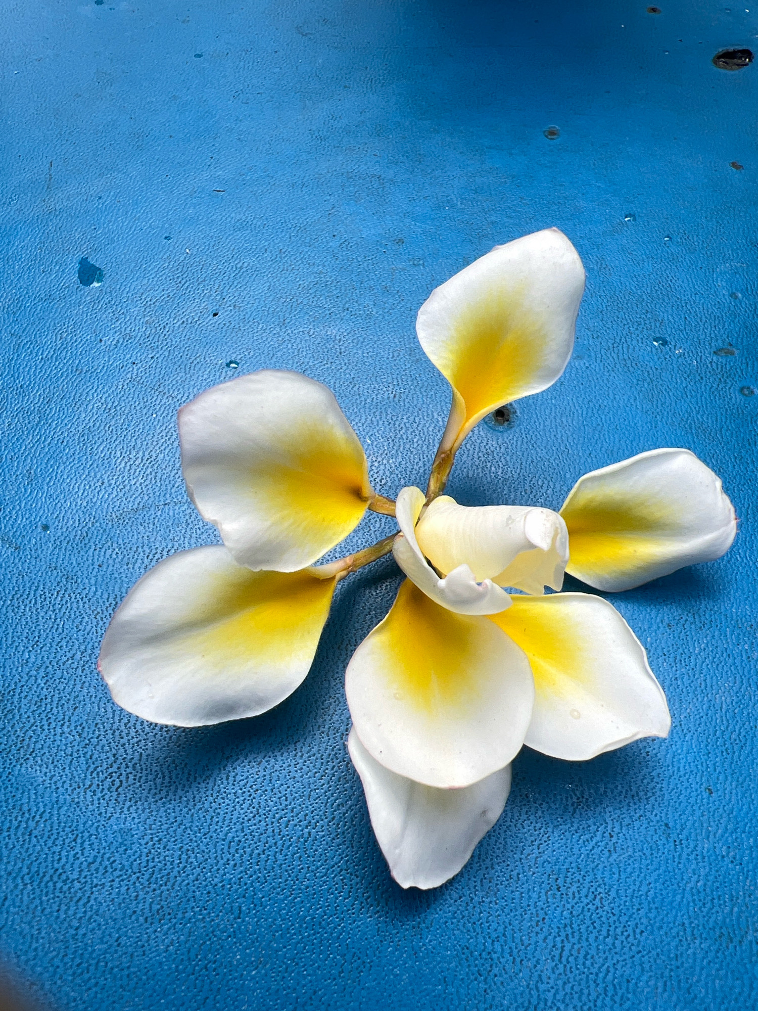 A close-up, overhead shot captures several white and yellow plumeria flowers arranged in a circular pattern on a textured, bright blue surface, which appears to be a table. The flowers are slightly dewy, suggesting they might be fresh or recently rained on. Some petals are curled inwards, while others are spread open, revealing the vibrant yellow centers. The blue surface has a slightly uneven, textured pattern and a few small water droplets are visible. The lighting is bright, creating soft shadows beneath the flowers, highlighting their delicate form and the texture of the blue surface.