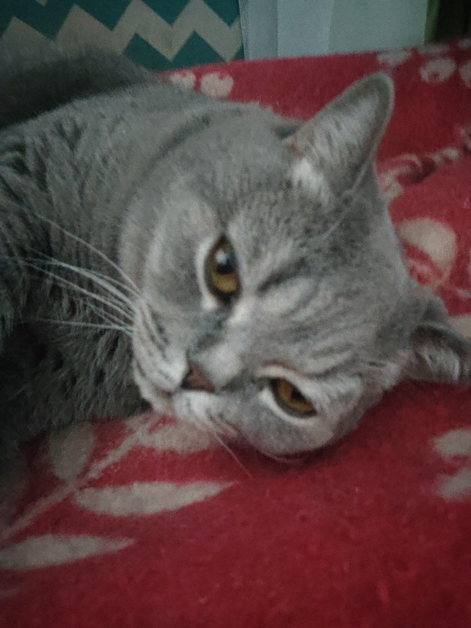 A gray domestic cat with amber-colored eyes is captured in a close-up, head-and-shoulders shot. The cat, possibly a British Shorthair due to its dense fur and round face, is lying on its side, resting comfortably. Its white whiskers fan out from its muzzle, and its expression is relaxed and observant, with one eye slightly squinted.
The cat is positioned on a vibrant red blanket or fabric, which features subtle, lighter-colored patterns that appear to be abstract or possibly floral. In the background, behind the cat's head and back, another fabric is visible, displaying a distinct teal-blue and white chevron pattern.
The scene takes place indoors, likely on a bed or sofa, suggesting a cozy setting. The lighting is soft and ambient, contributing to a slightly grainy texture in the photograph, indicative of indoor photography, possibly in lower light conditions. No specific time of day or weather can be determined, but the indoor setting implies a controlled environment. There is no visible text in the image.