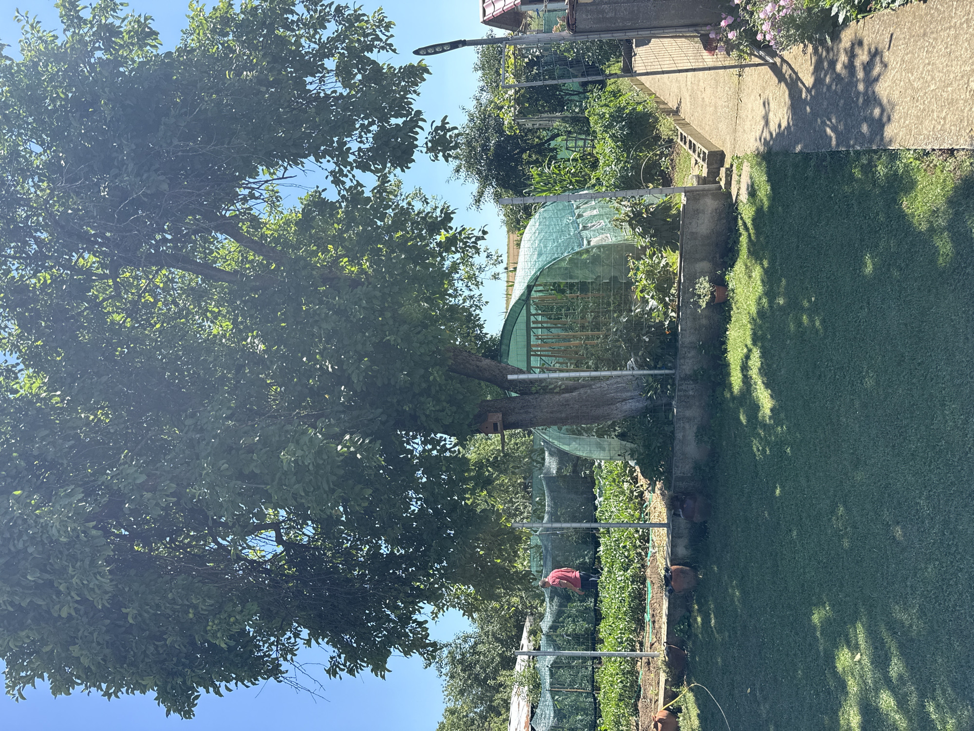 The image shows a sunny outdoor scene in Konop, Bulgaria, likely a residential backyard. In the foreground, a well-maintained green lawn is partially shaded by a large tree. A concrete pathway leads from the right side of the frame towards a fenced garden area.
The garden itself is lush and green, with rows of various crops visible, including what appear to be vegetables. A greenhouse, a semicircular structure covered in green netting, is situated within the garden. A person wearing a red shirt is seen tending to the plants in the garden. Several terracotta pots are placed around the garden perimeter.
In the background, more greenery and trees are visible, suggesting a rural or suburban setting. The sky is clear blue. The overall impression is one of a productive and peaceful garden.