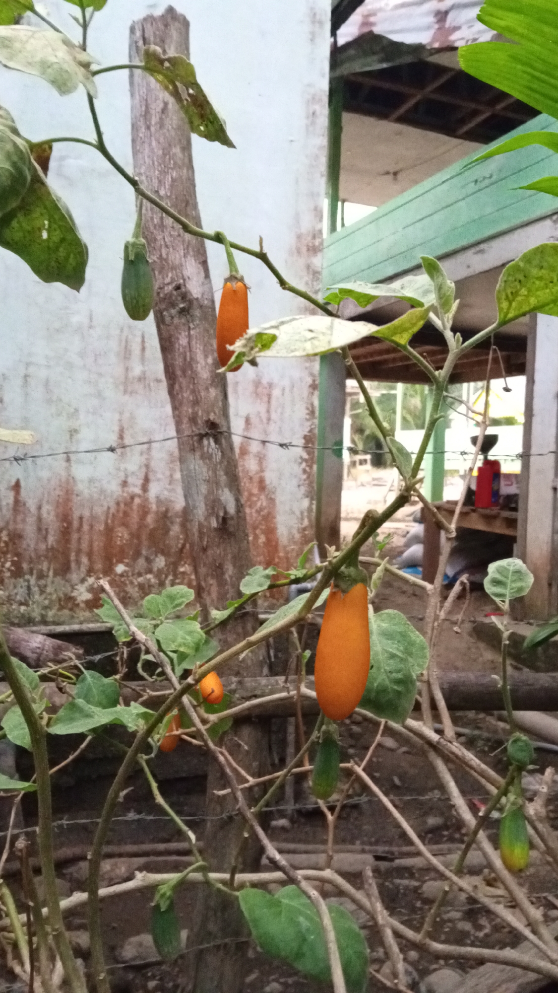 This is a close-up, eye-level, outdoor photograph taken in Kebonbaru, Indonesia, focusing on a fruiting plant with several small eggplants. The plant is growing on a thin, thorny vine. There are at least seven eggplants visible; two are orange and ripe, and five are green and unripe. The plant's leaves are predominantly green, some appearing wilted or damaged. Behind the plant, a weathered wooden post stands vertically, and a barbed wire fence runs horizontally across the mid-ground. The background reveals a rustic structure with peeling white walls, a green wooden planked section, and a corrugated metal roof. The ground beneath the plant is covered with soil, small stones, and dried organic matter. No people are present in the frame.