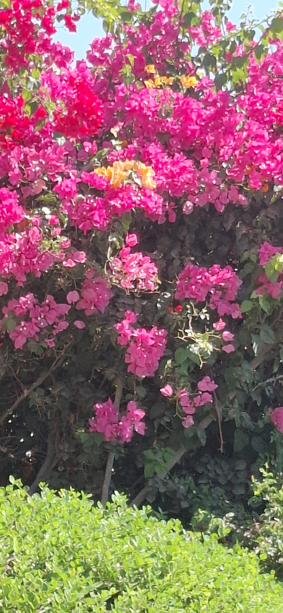 A vibrant bougainvillea bush, predominantly covered in bright pink and fuchsia bracts, is in full bloom. Some interspersed yellow and orange bracts add a splash of contrasting color. The dense foliage of the bougainvillea creates a lush backdrop, with dark green leaves partially visible. In the foreground, a neatly trimmed, bright green hedge provides a sharp contrast to the colorful flowers above. The sky, a pale blue, is visible through gaps in the upper branches of the bougainvillea. The scene suggests a warm, sunny day, likely in an outdoor urban setting in Dimona, Israel, where such flowering plants are common in gardens and public spaces.