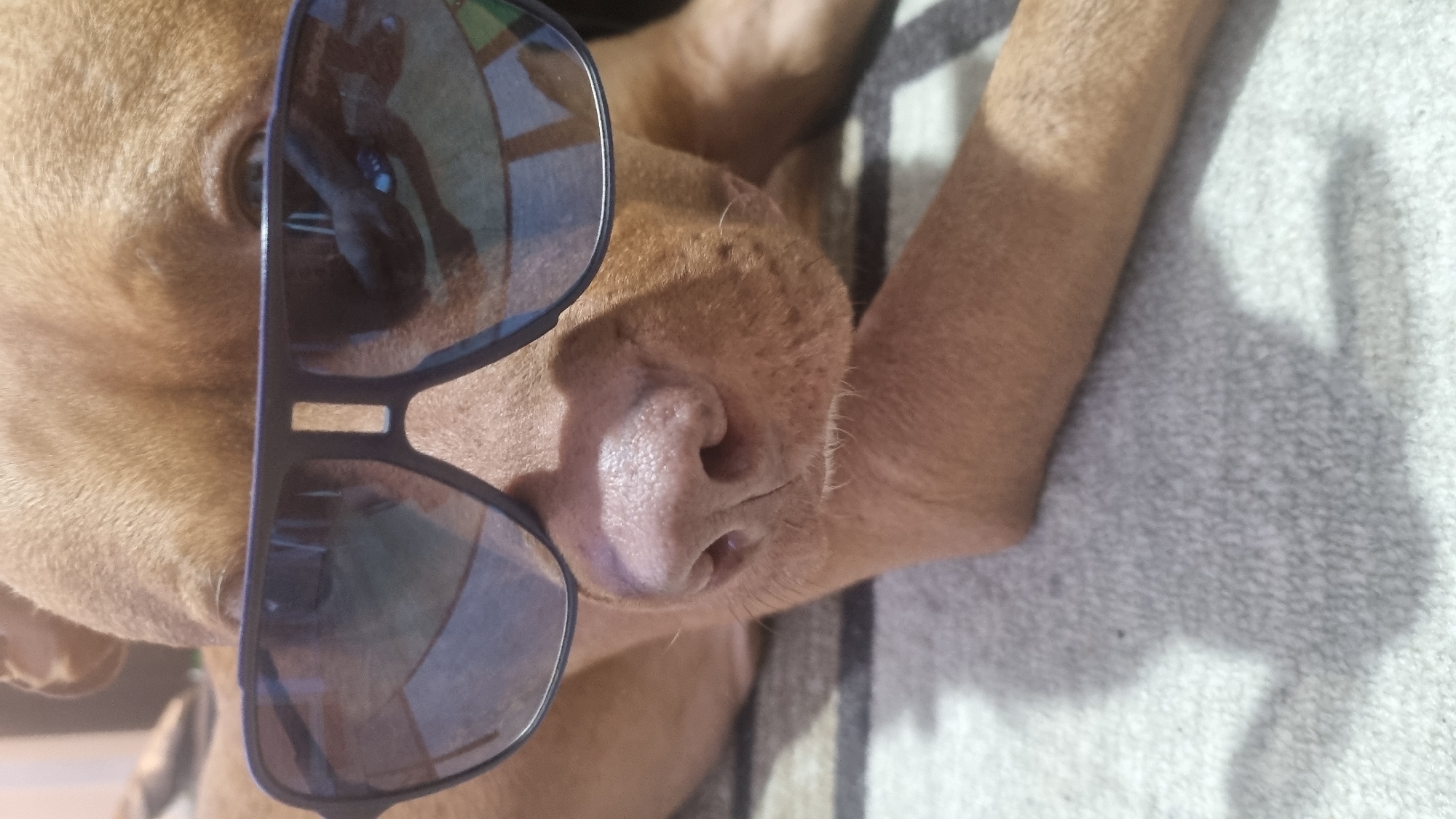 A close-up shows a fawn-colored dog with short hair, wearing sunglasses, resting on a light gray and white striped fabric. The dog's nose is prominent, and one eye is visible. The sunglasses have black frames and reflect the surroundings. The scene is bathed in sunlight, creating shadows on the fabric. The location is Unknown, Unknown.