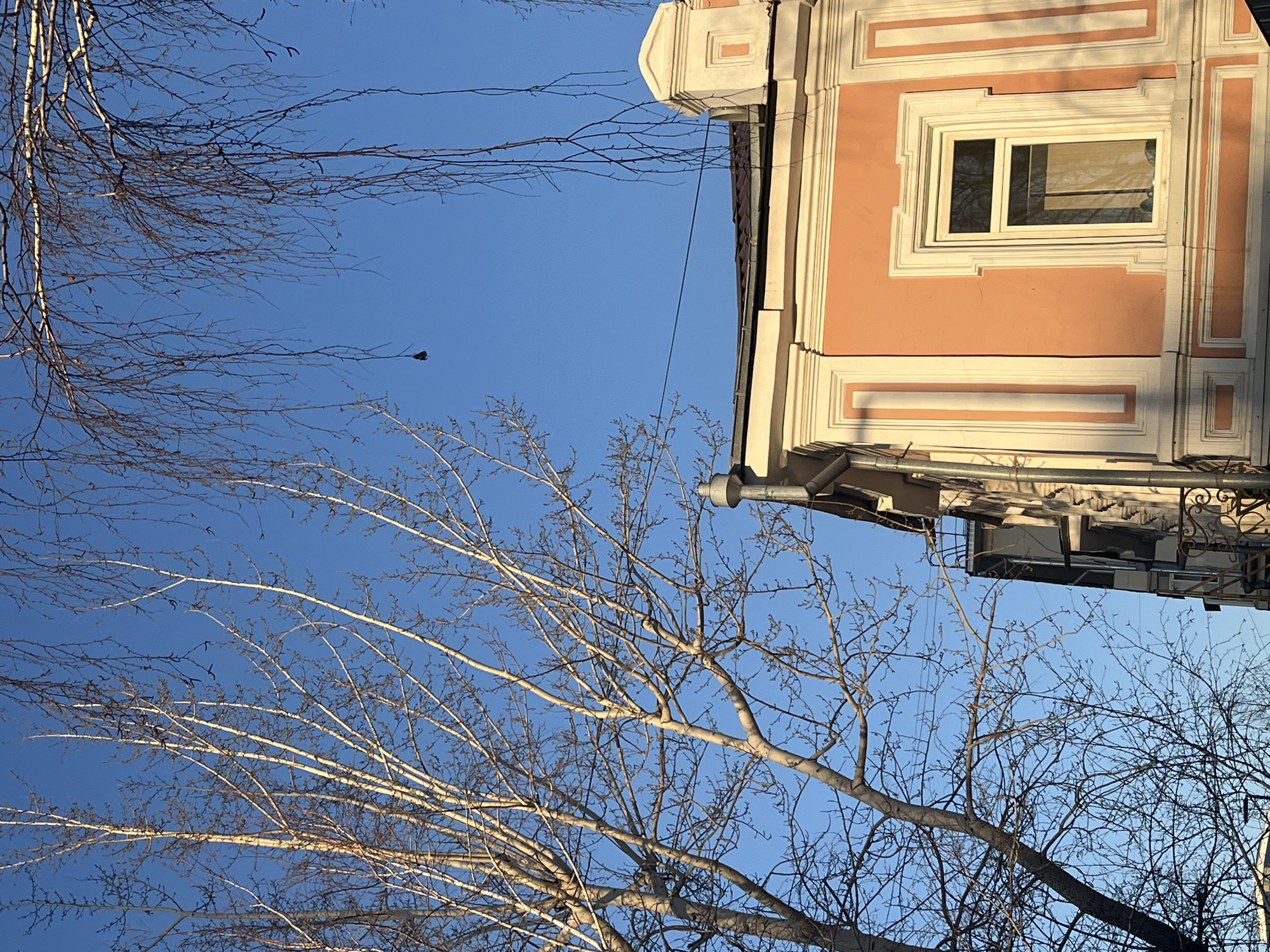 The image captures an upward view of an ornate, peach-colored building partially visible on the right, juxtaposed against a clear blue sky and bare tree branches. The building features intricate white architectural trim, including decorative pilasters and cornices, with a prominent white-framed window reflecting the sky and surrounding trees. Below the window, there's a section of plain peach wall framed by more white molding.
To the left and across the lower part of the frame, several deciduous trees with slender, leafless branches are silhouetted against the bright sky, suggesting a winter or early spring season. The branches vary in thickness and density, with some appearing almost white in the sunlight. A thin black wire or cable stretches diagonally across the sky from the building towards the trees. A small, dark, indistinct object, possibly a bird or a piece of debris, is visible in the sky amidst the branches in the upper left quadrant.
The scene is illuminated by bright sunlight, casting sharp shadows on the building's facade and highlighting the texture of the tree branches. The sky is a vibrant, cloudless blue. No human activity is depicted, and there is no visible text. The overall impression is one of a quiet, sunny day in an urban or semi-urban environment.