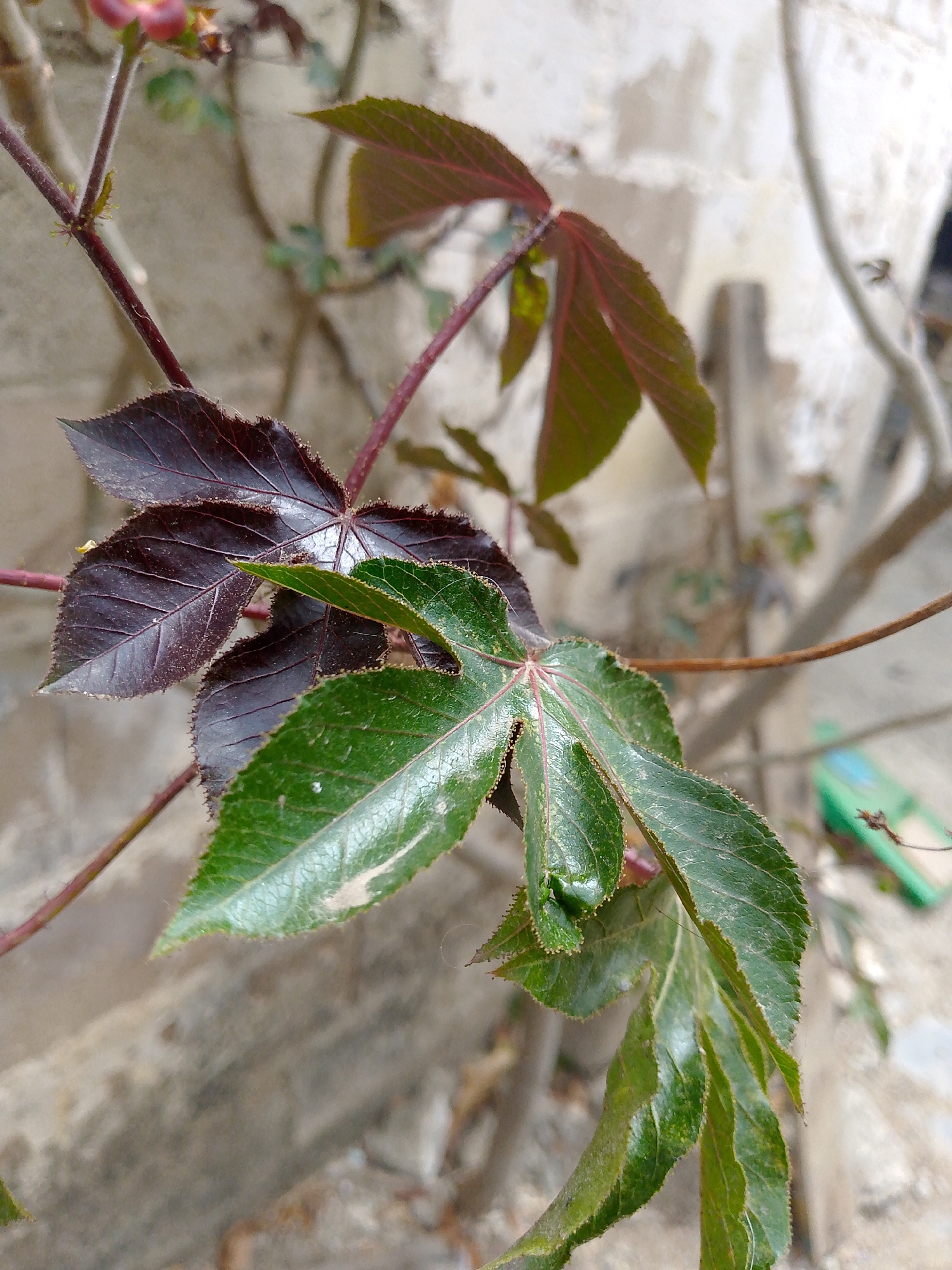 The image depicts a plant with red stems and palmate leaves. The leaves exhibit a range of colors from deep maroon to vibrant green. The edges of the leaves are serrated. The plant is growing against a light-colored, textured wall. The background includes blurry glimpses of other foliage and objects. The location is speculated to be Juan Griego, Venezuela. No people or interactions are visible.