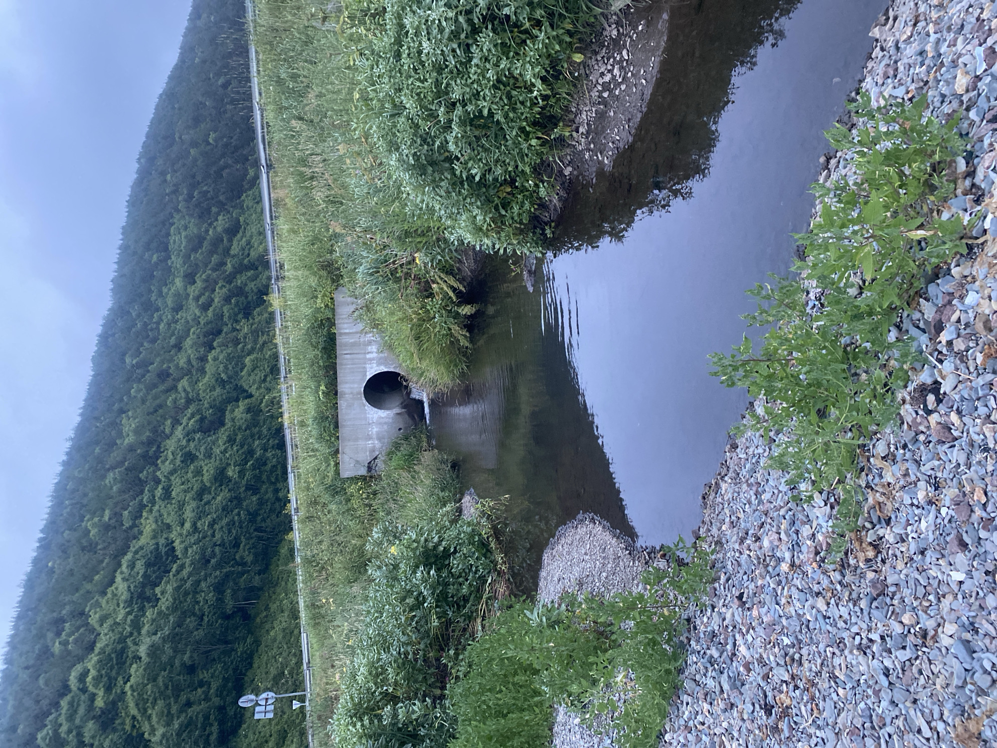 The image depicts a natural scene near the city of Korsakov, Russia, featuring a small stream flowing through a vegetated area. In the background, a densely forested hillside rises steeply, its slopes covered in a mix of deciduous and coniferous trees. A road runs along the base of the hill, bordered by a metal guardrail and flanked by tall grasses and other vegetation. A concrete culvert is visible under the road, through which the stream passes. The stream itself is clear and shallow, with a rocky bed visible in places. The banks of the stream are lined with a variety of plants, including lush green bushes and tall grasses. The ground on the left bank is covered with small, multicolored pebbles. The sky is overcast, suggesting a cloudy or early morning/late evening atmosphere. There are no people or animals visible in the image. The overall impression is one of a natural, undeveloped landscape adjacent to a roadway.