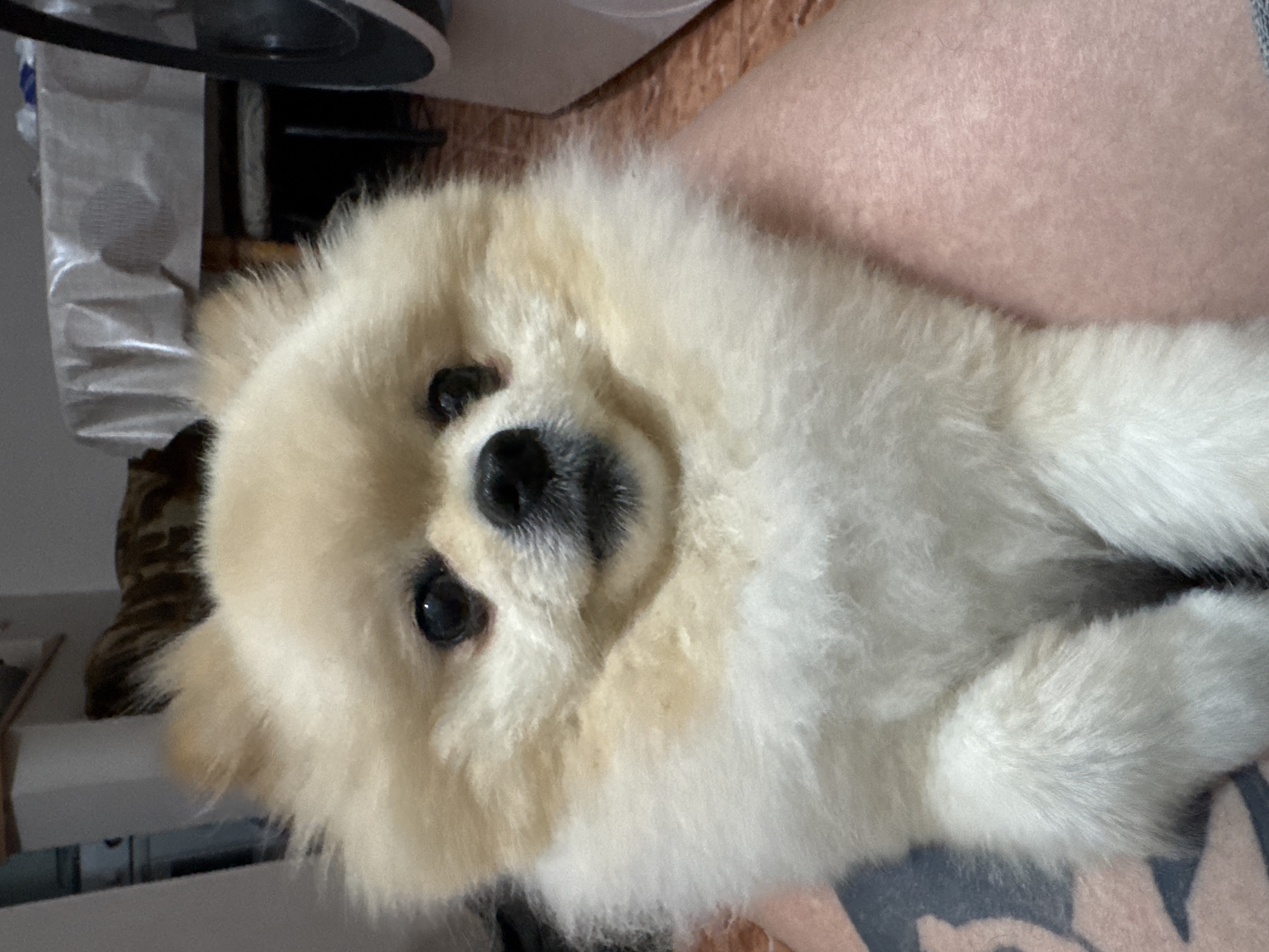 A light-colored Pomeranian dog sits on a person's lap, facing the camera. The dog has dark eyes, a dark nose, and fluffy fur. The person's tattooed leg is visible beneath the dog. In the background, a table covered with a white plastic tablecloth is visible, along with chairs and what appears to be a kitchen appliance on the right side of the image. The scene is indoors, likely in a residential setting.