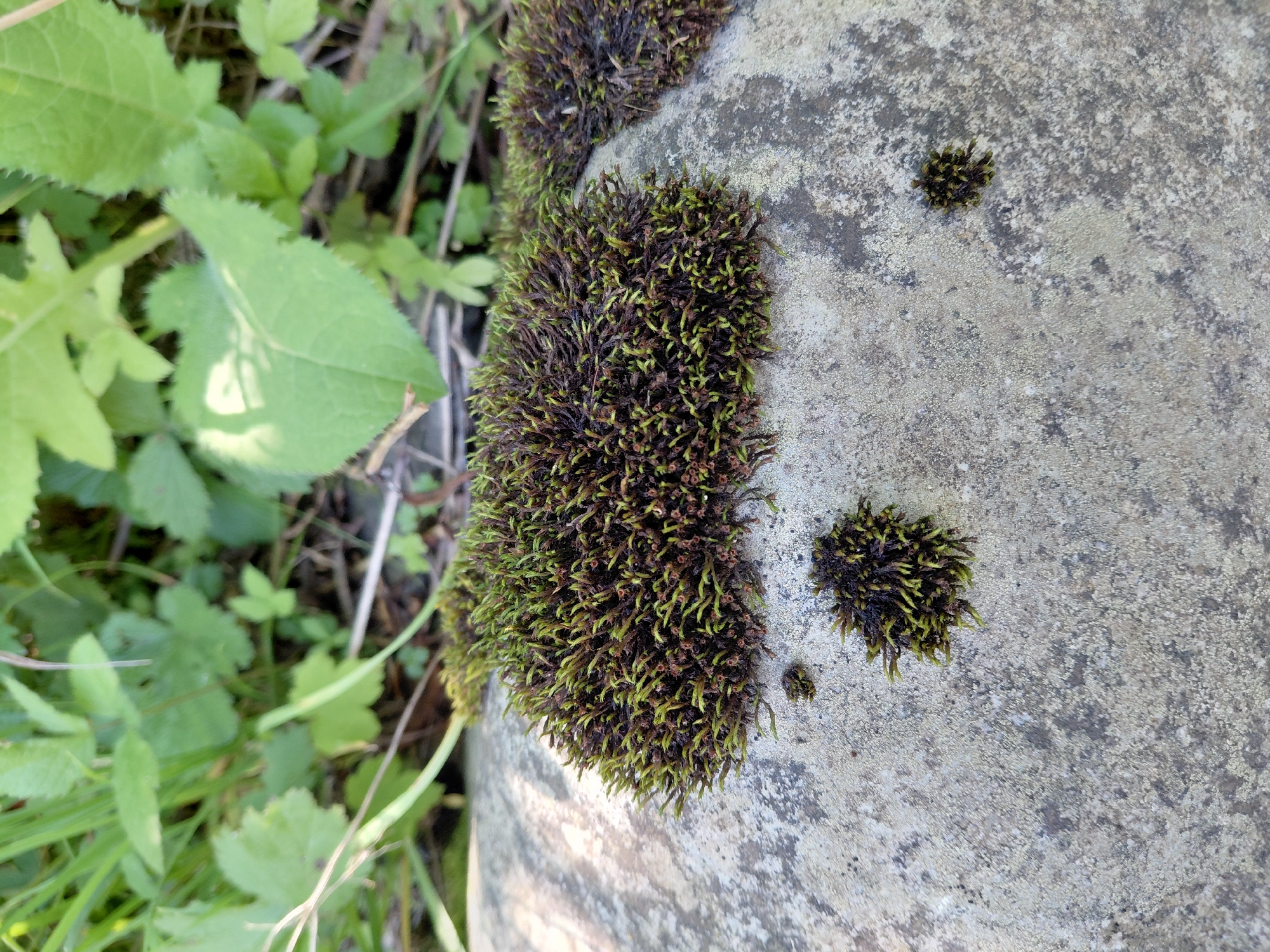 This image shows a close-up view of moss growing on a light-colored, textured stone surface. The moss is clumped together, with individual strands appearing fine and pointed, displaying a mix of green and dark brown colors. In the background, out-of-focus green foliage is visible, suggesting an outdoor setting. There are no people or any indications of human activity within the frame. The scene depicts a natural, still moment, likely found in a park or undeveloped area. Without specific landmarks or context, it is not possible to ascertain the exact location within the city of Chernivtsi, Ukraine, or any other city.