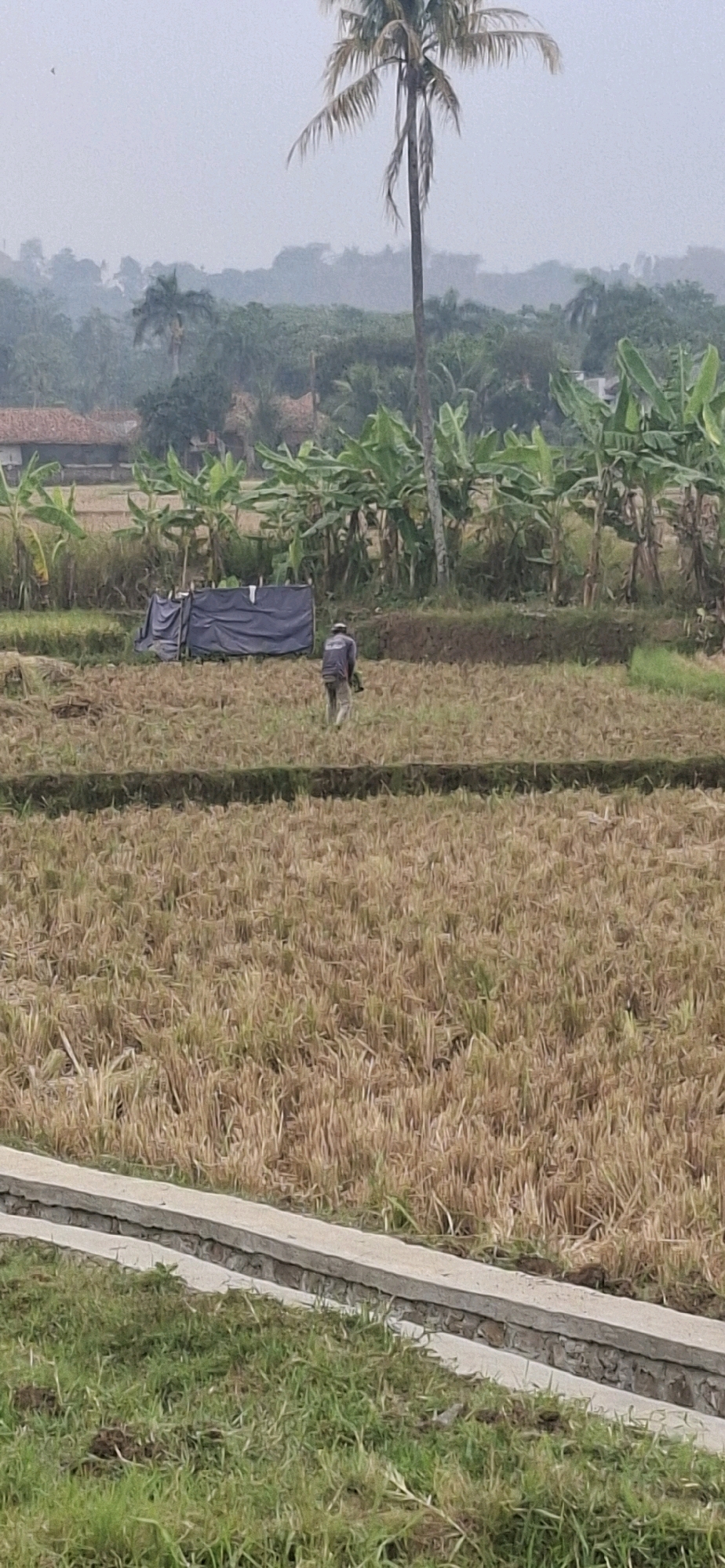 In a rural agricultural area, likely in Cianjur, Indonesia, a person is walking through a field of dry, cut rice stalks. The person is wearing a light-colored long-sleeved shirt and light-colored pants, and a hat. They are carrying a dark-colored object in their right hand, possibly a tool or equipment. In the background, there is a makeshift shelter covered with a dark tarp, and beyond that, rows of banana trees and other vegetation. Further in the distance, houses with red tile roofs are visible, nestled amongst dense greenery and trees, suggesting a village or settlement bordering the farmland. The overall atmosphere is overcast, with a hazy sky, typical of a humid climate. In the foreground, a grassy area meets a concrete structure, possibly a drainage ditch or boundary marker.