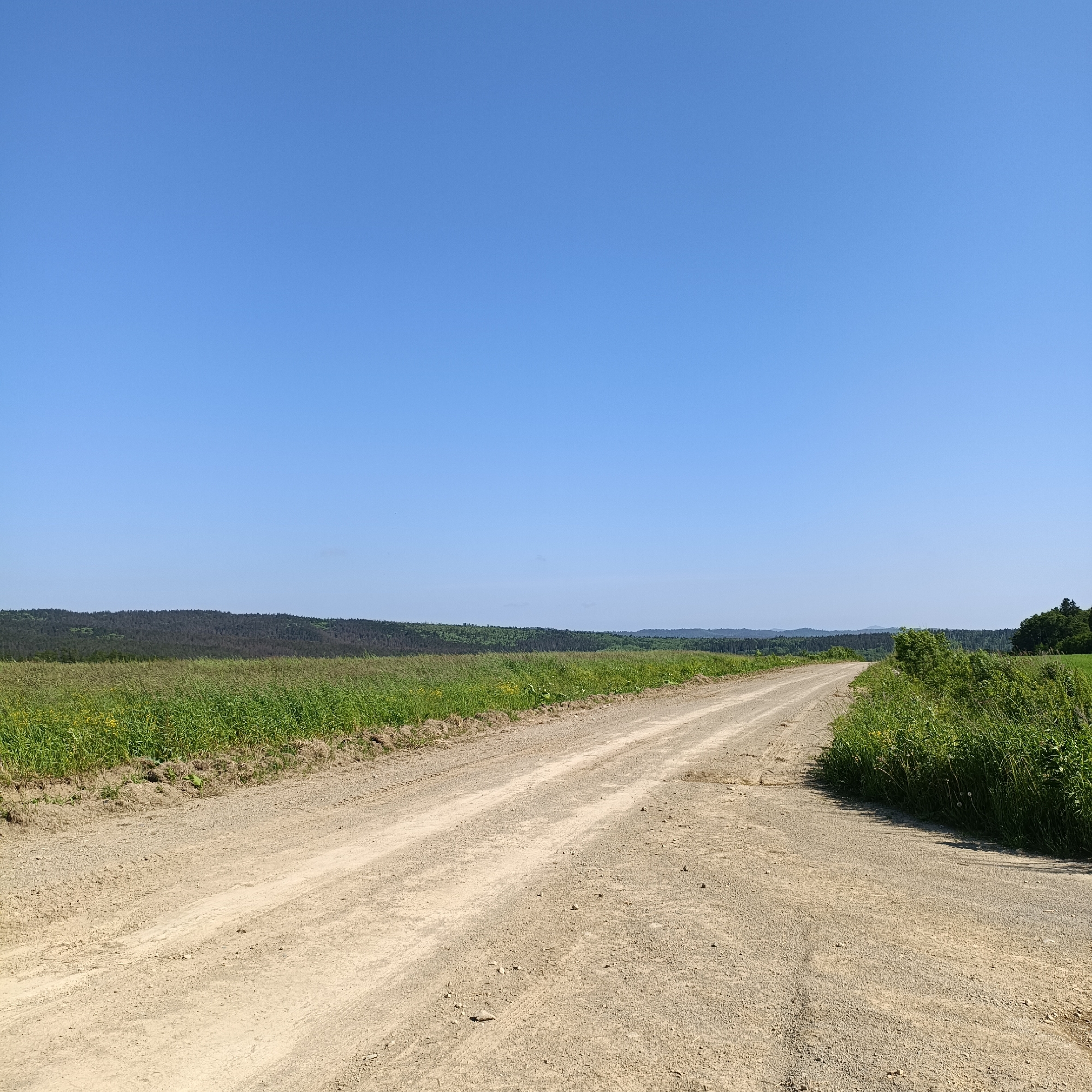 An eye-level, medium shot captures a dirt road winding through a rural landscape under a clear blue sky. The road, composed of light brown gravel and dirt, is the dominant feature in the foreground, showing tire tracks from vehicles. On the left side of the road, a field of green grass and some yellow wildflowers stretches towards a distant line of trees. The trees form a dark, undulating silhouette against the horizon, with some appearing to be dead or sparse. On the right side of the road, the grass is tall and dense, with a small cluster of green bushes. The sky is a uniform, cloudless blue. The location is identified as being in the city of Tambovskoe, Russia, suggesting a remote, agricultural or natural setting. No people are visible in the image.