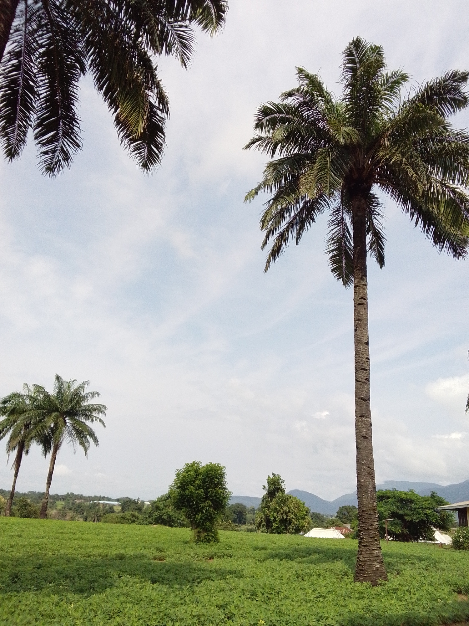 This is a full-shot, eye-level, outdoor photograph taken in Serti, Nigeria. The image depicts a landscape dominated by lush green vegetation and several tall palm trees under a hazy, overcast sky. In the foreground, a dense field of low-lying green plants stretches across the frame. Two prominent palm trees stand in the middle ground to the left, their trunks thick and textured, with their fronds reaching towards the sky. To the right, a single, very tall palm tree with a distinctively textured trunk is centrally positioned. Behind these, a line of diverse trees and foliage forms a natural barrier, with distant, hazy mountains visible on the horizon. Several white-tented structures and a building with a yellow facade are partially visible amongst the trees in the background, suggesting a rural or agricultural setting. The overall impression is one of a serene, green, and slightly humid environment.