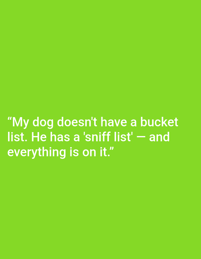 This is a digital image with a bright green background. Centered on the background are white text. The text reads: "My dog doesn't have a bucket list. He has a 'sniff list' – and everything is on it." The text is presented as a quote, indicated by the quotation marks at the beginning and end. There are no people, objects, or a specific scene depicted, other than the text itself against the solid color. The image appears to be a graphic or meme intended to convey a humorous observation about dogs. No time of day, weather, or location cues are discernible from the image. The emotion conveyed is lighthearted and humorous.