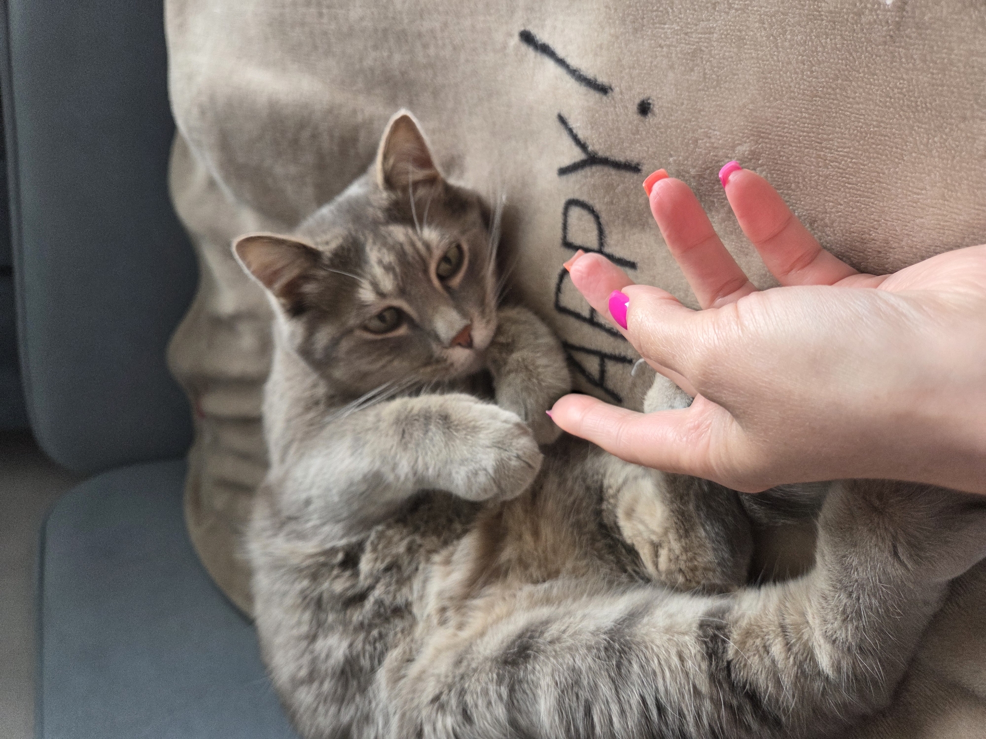 A gray tabby cat is lying on a tan-colored pillow or blanket. A human hand with manicured nails painted in pink and orange is reaching toward the cat. The cat is looking towards the right side of the frame. A blue chair is visible in the background, slightly out of focus. The text on the pillow is unidentifiable. The location of the image is not discernible.