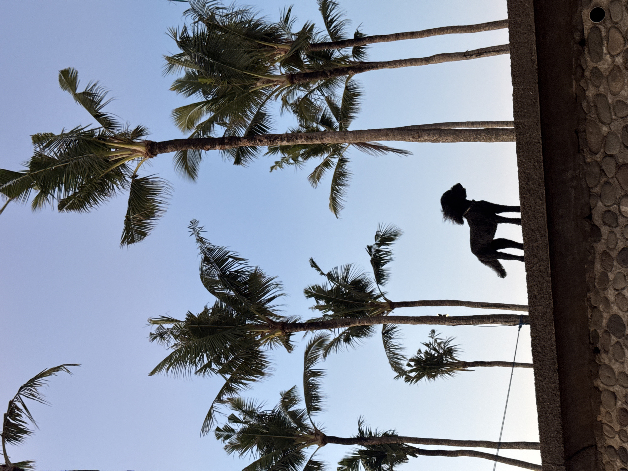 From a low angle looking upward, the image captures palm trees against a pale blue sky, adjacent to a dark stone structure and a black dog. The scene is likely in Cemagi, Indonesia given the location provided. The palm trees are the dominant feature, with their trunks extending vertically and their fronds spread out against the sky. To the right, a section of a building or wall made of rough stones is visible. On the stone structure, a black dog is visible. A thin white rope extends from the stone edge.