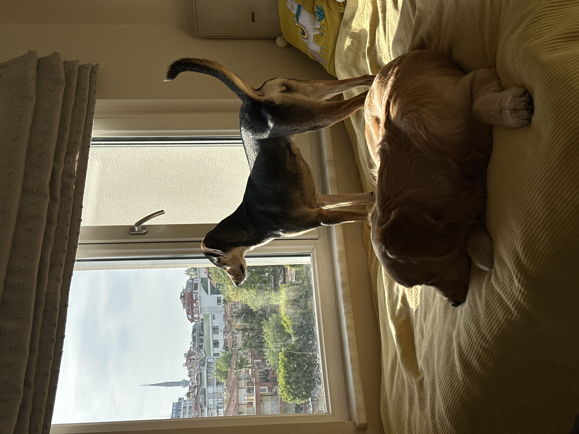 The scene depicts two dogs on a bed. One dog, with a brown and gray coat, is standing on the bed near a window, looking outside. The second dog, golden in color, is lying down on the bed. Outside the window is a cityscape, with buildings, trees, and a spire visible. The location appears to be Alanya, Turkey, based on the architecture and features visible in the cityscape.