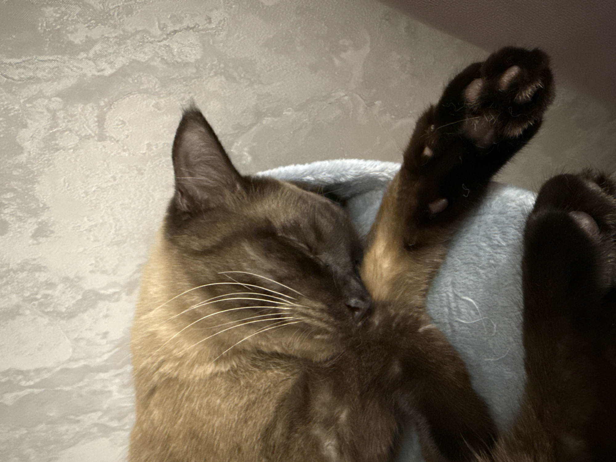 A brown cat is sleeping curled up on a light blue fluffy surface, likely a pet bed or blanket, with its face tucked into its paws. The background shows a textured, light-colored wall. The cat's fur is short and appears to be a warm brown color, with darker points on its ears and paws. Its eyes are closed, and its whiskers are visible against its face. The image does not provide any information about the city of Salikh-Tukai, Russia.
