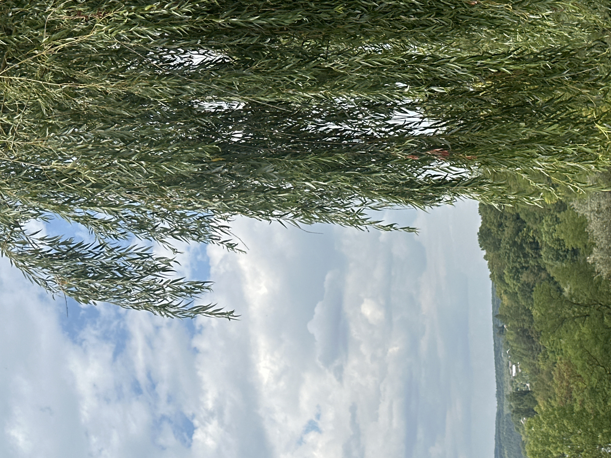 The image is an outdoor landscape photo taken from an elevated position, looking out over a wooded valley with scattered buildings. In the foreground, on the right side of the frame, is the dense, green foliage of a weeping willow tree, with its long, slender leaves hanging down. The background shows rolling hills covered in a lush, green forest. Small clusters of buildings with red roofs are visible nestled within the trees in the distance. The sky above is partly cloudy, with fluffy white clouds against a light blue backdrop. The scene appears to be in a rural area, likely the city of Makiv, Ukraine, given the context. There are no people or animals visible in the image. The lighting suggests it is daytime, possibly late afternoon.