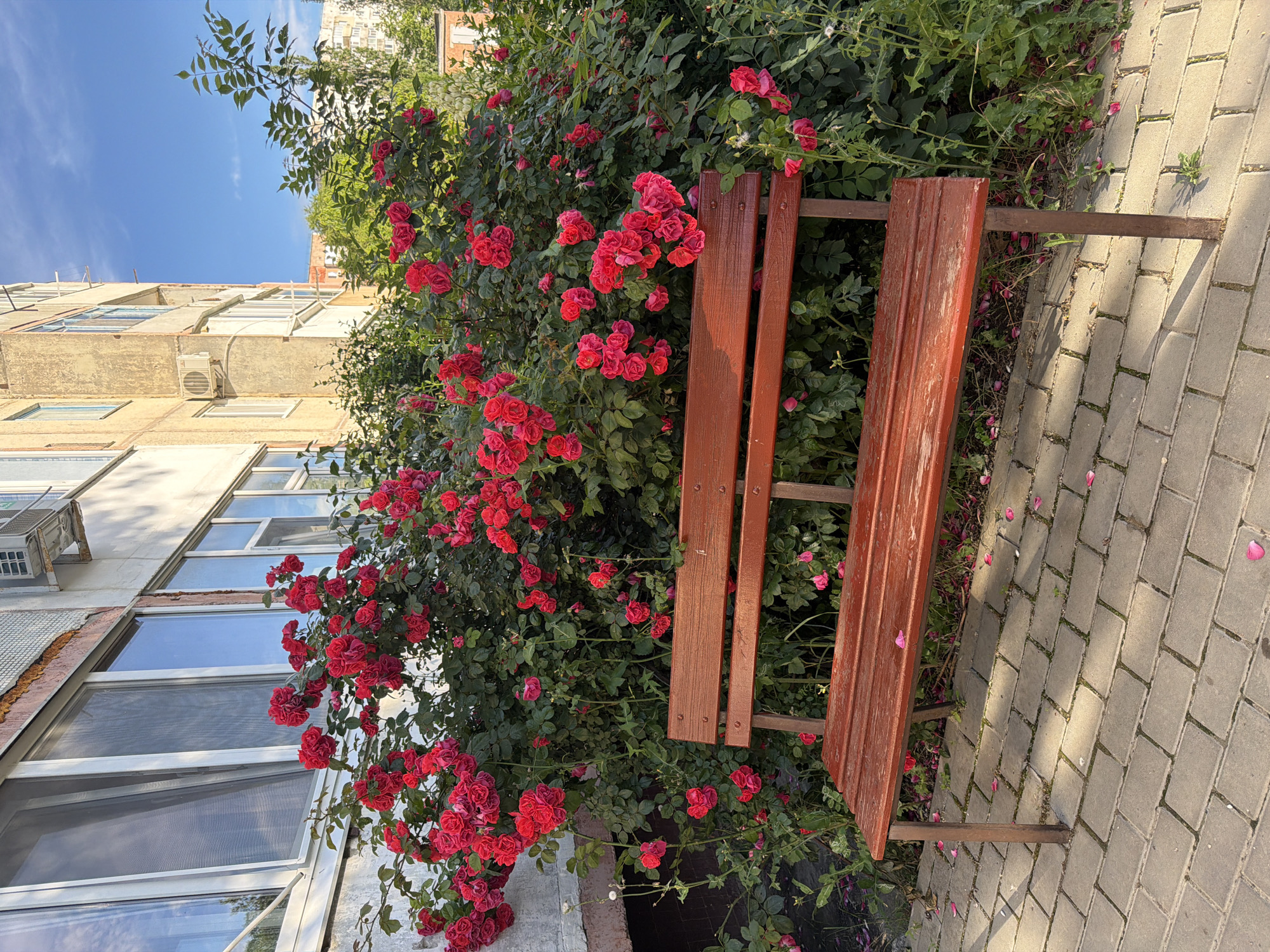 A wooden bench sits on a paved area in front of a building. The bench is weathered and red. Behind the bench is a dense bush of red roses in full bloom. Some rose petals are scattered on the ground around the bench and on the paving stones. The building appears to be a multi-story apartment building with several windows. The sky is blue with some clouds. The overall scene suggests a residential area with a focus on natural beauty.